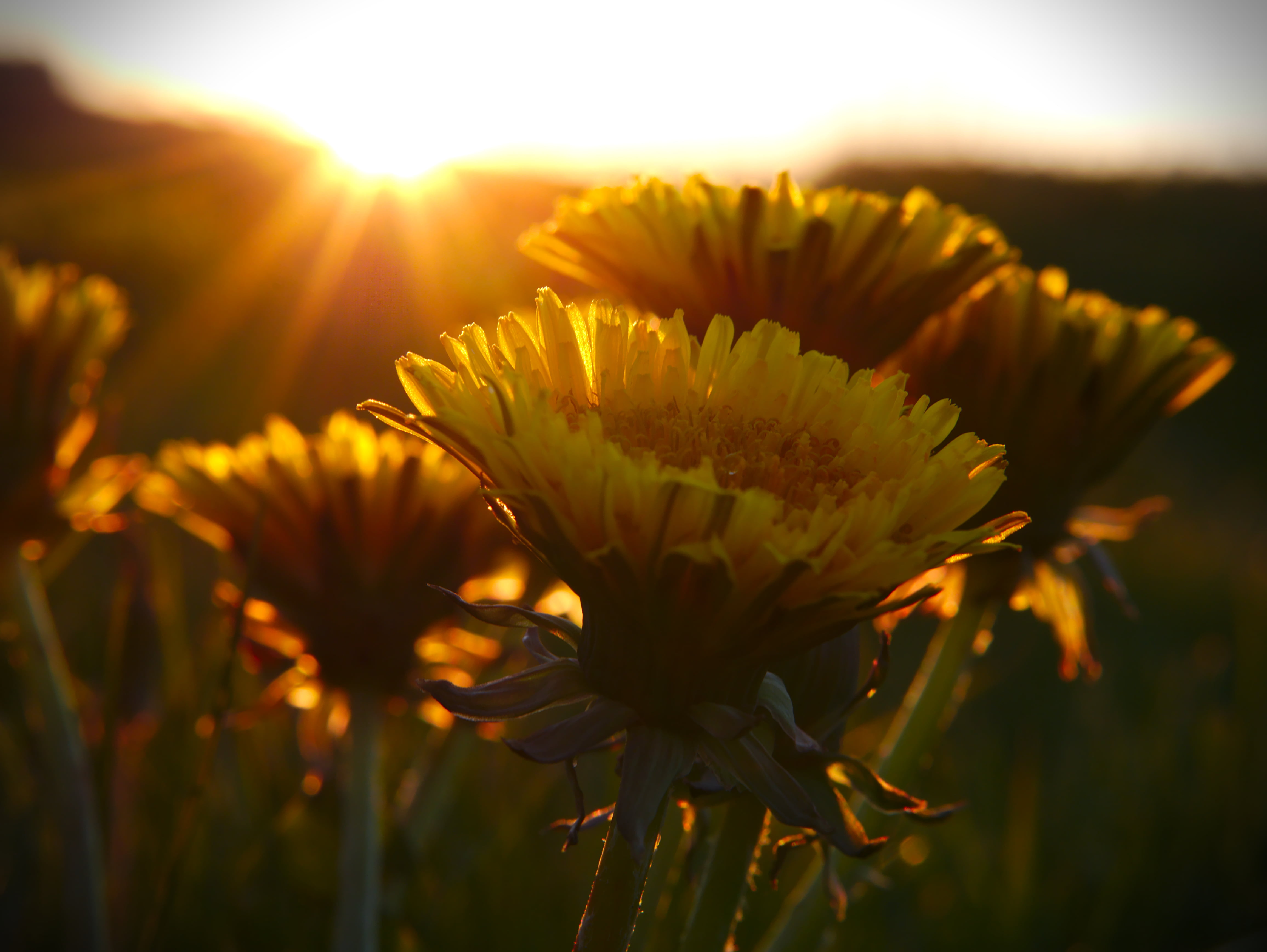 Blume, photography, Löwenzahn, 4K, Yellow, im, Sun, petaled, Gelb, Sunset, bed, Flower, depth, depth of field, field, mFT, HD Wallpaper