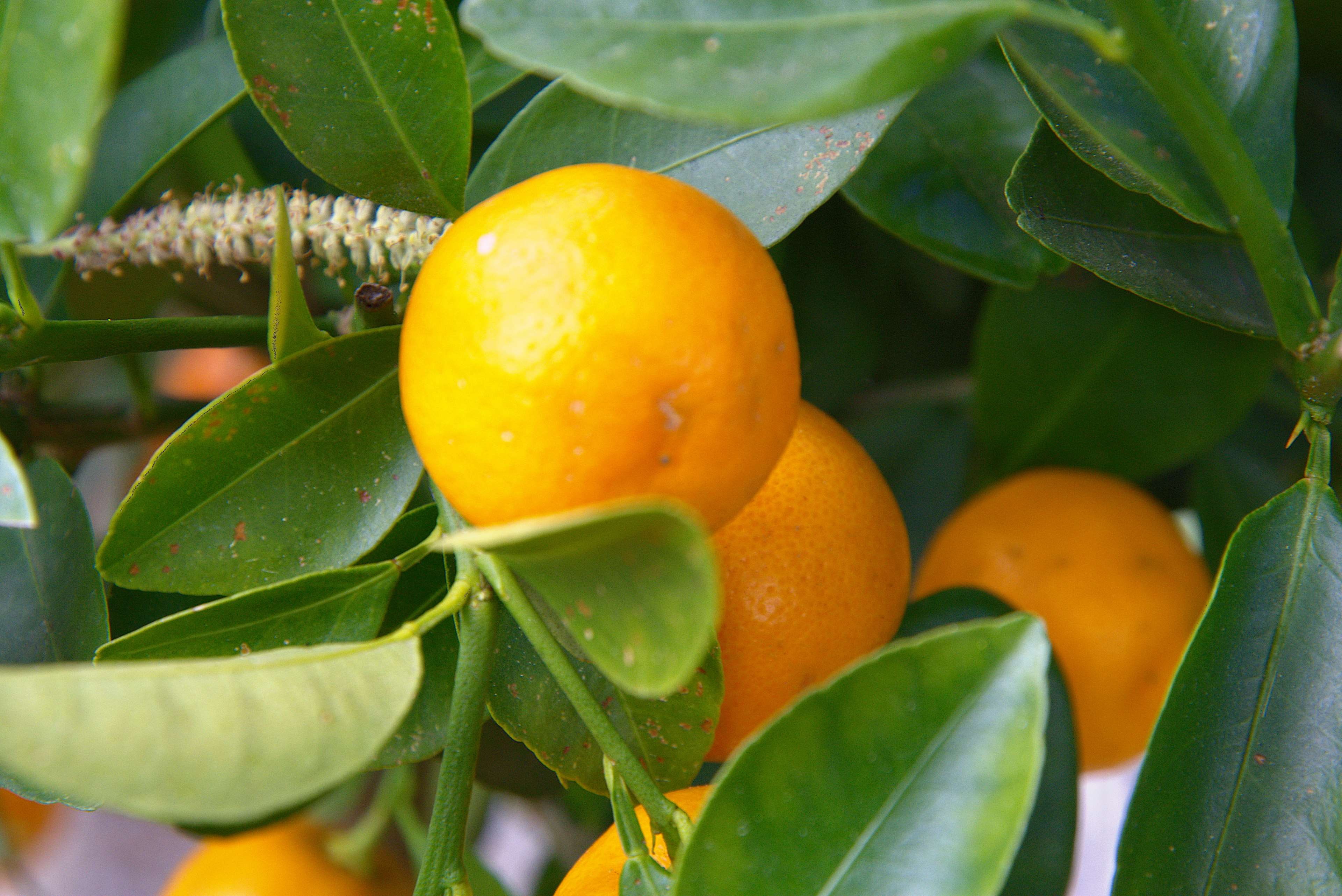 orange color, plant part, fruit, tree, wellbeing, plant, close-up, nature, green color, baum, orange - fruit, leaf, small group of objects, freshness, fruit tree, HD Wallpaper