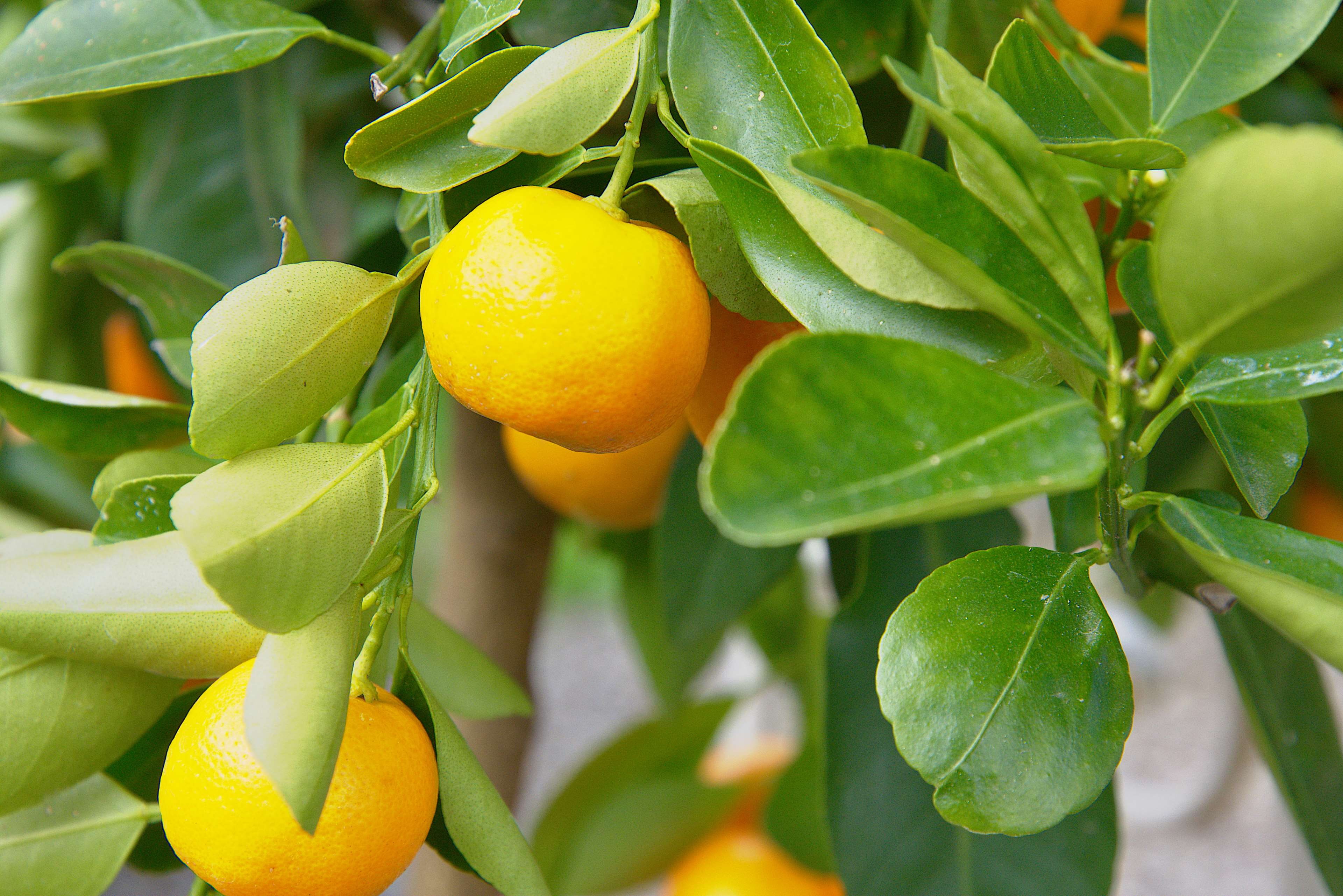food, healthy eating, leaf, freshness, wellbeing, frucht, agriculture, organic, food and drink, 4K, green color, orange, no people, orange color, outdoors, HD Wallpaper