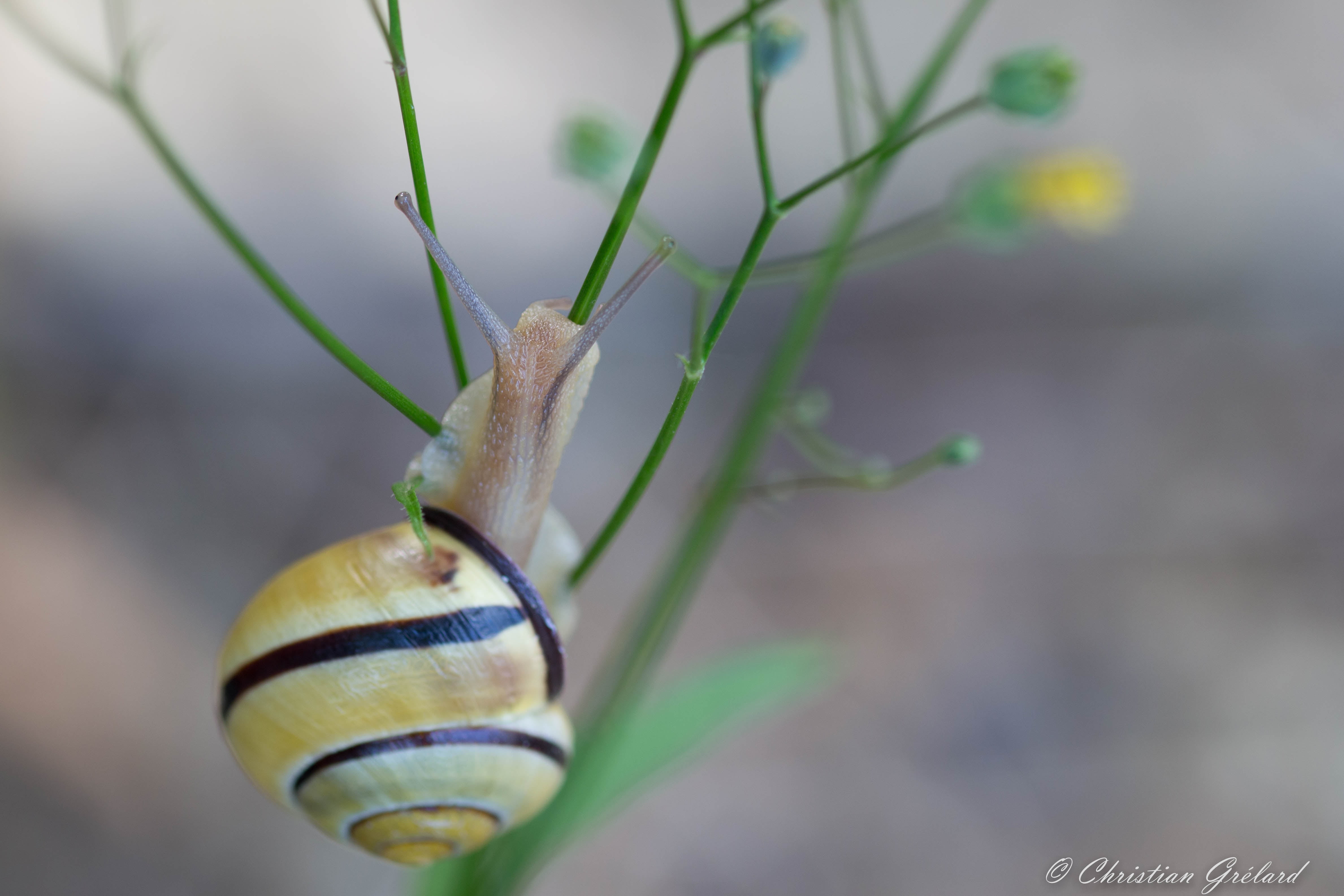 Bokeh, white, green plants, Canon  EOS  700D, green, Animal, Yellow, Escargot, wildlife, Jaune, Snail, 105mm, nature, 4K, Climbing, plants, close-up, Sigma, HD Wallpaper
