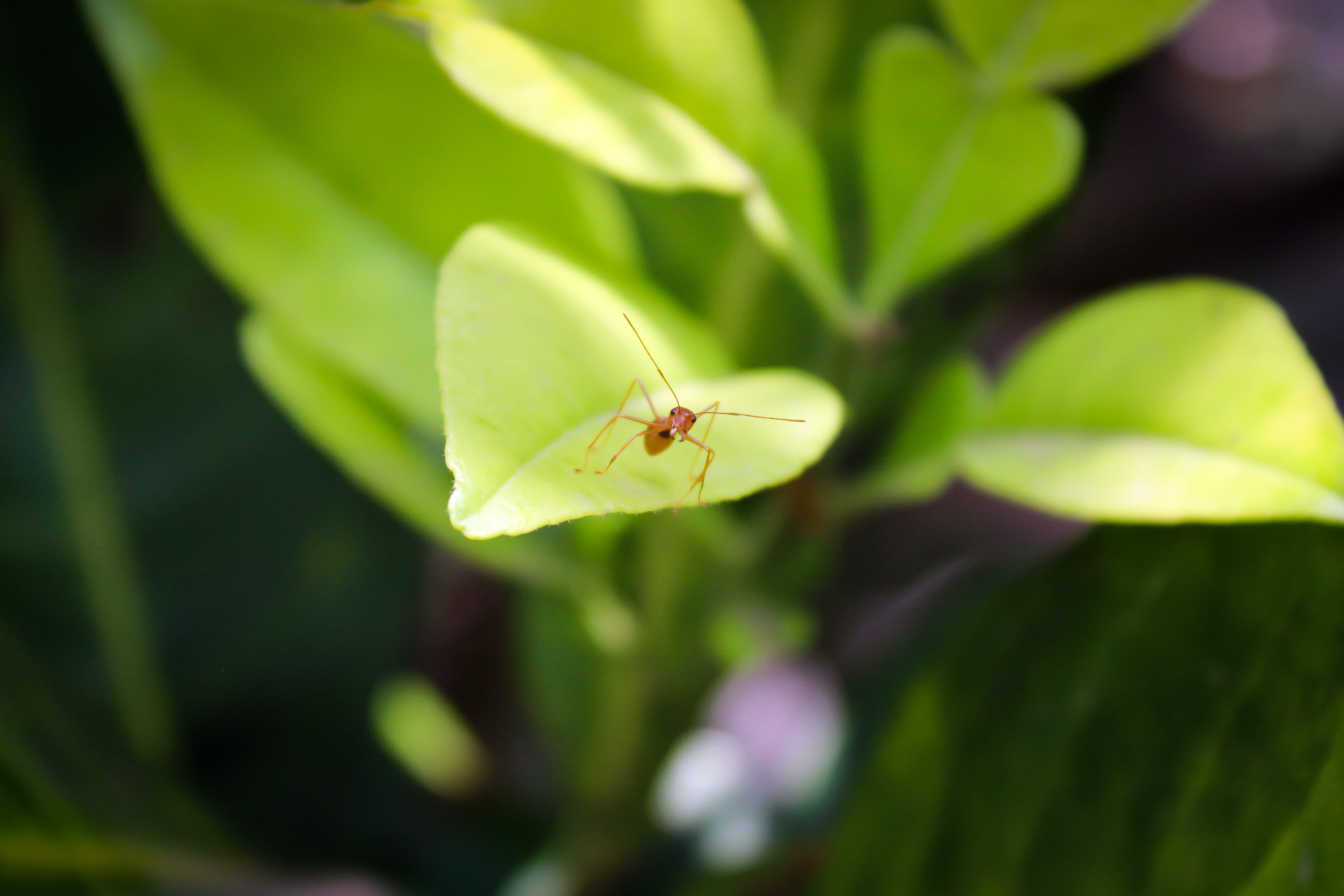 focus on foreground, day, canon, 700d, no people, animal themes, leaf, outdoors, ant, nature, 5K, green color, beauty in nature, plant part, backyard, HD Wallpaper