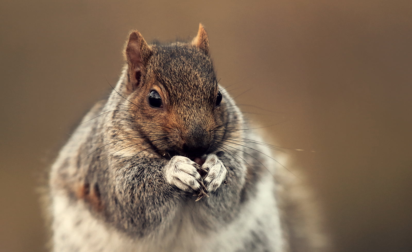 brown, Winter is coming, 700d, Squirrel, fur, Fauna, Montreal, Life, DSRL, wildlife, mammal, Rebel, dof, rodent, 720P, Depth of field, cute, animal, Nature, HD Wallpaper