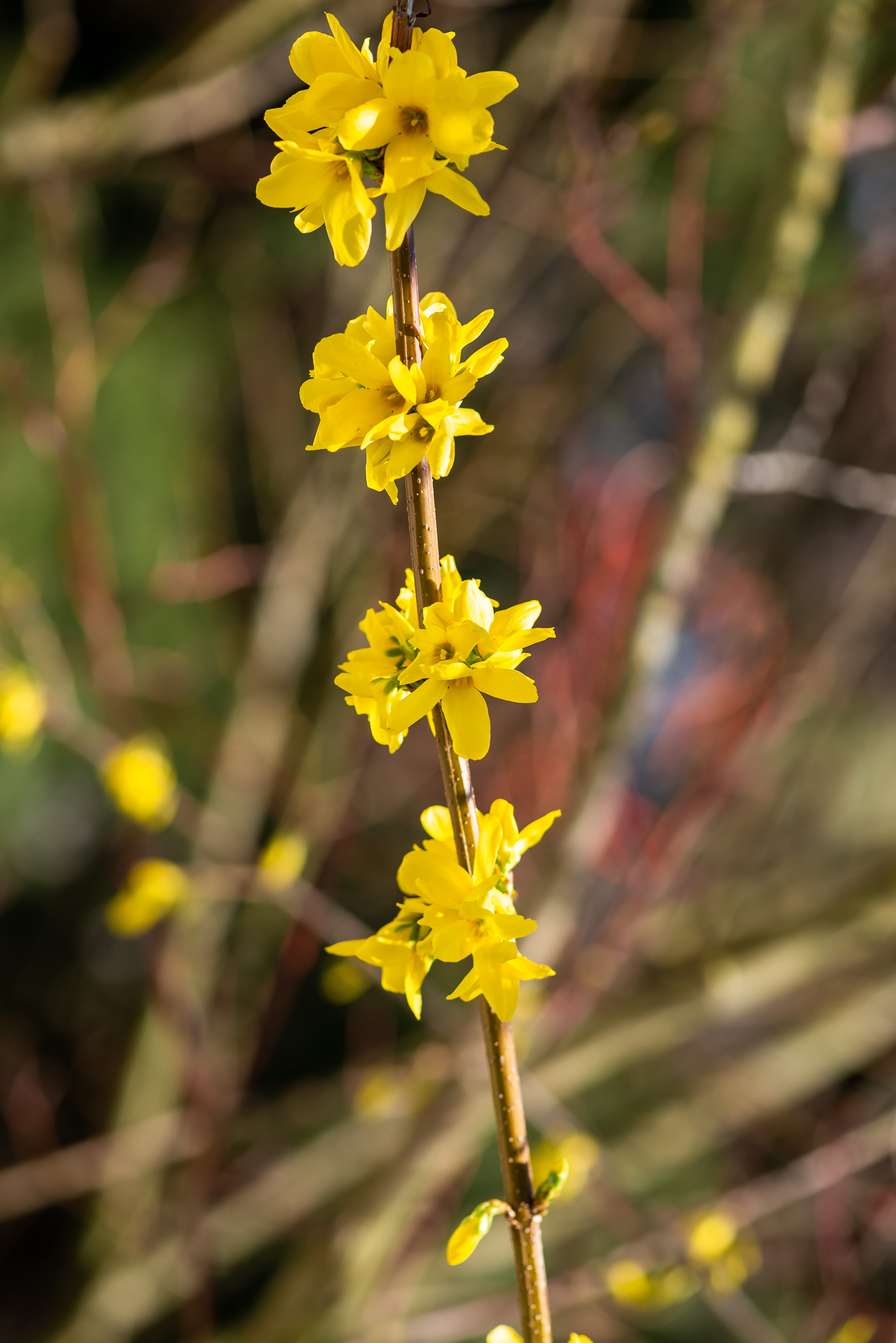 growth, baum, petal, flower head, fir, nature, abies, gelb, freshness, vulnerability, spring, day, yellow, daffodil, plant, blüte, 5K, gladiolus, beauty in nature, Phone HD Wallpaper
