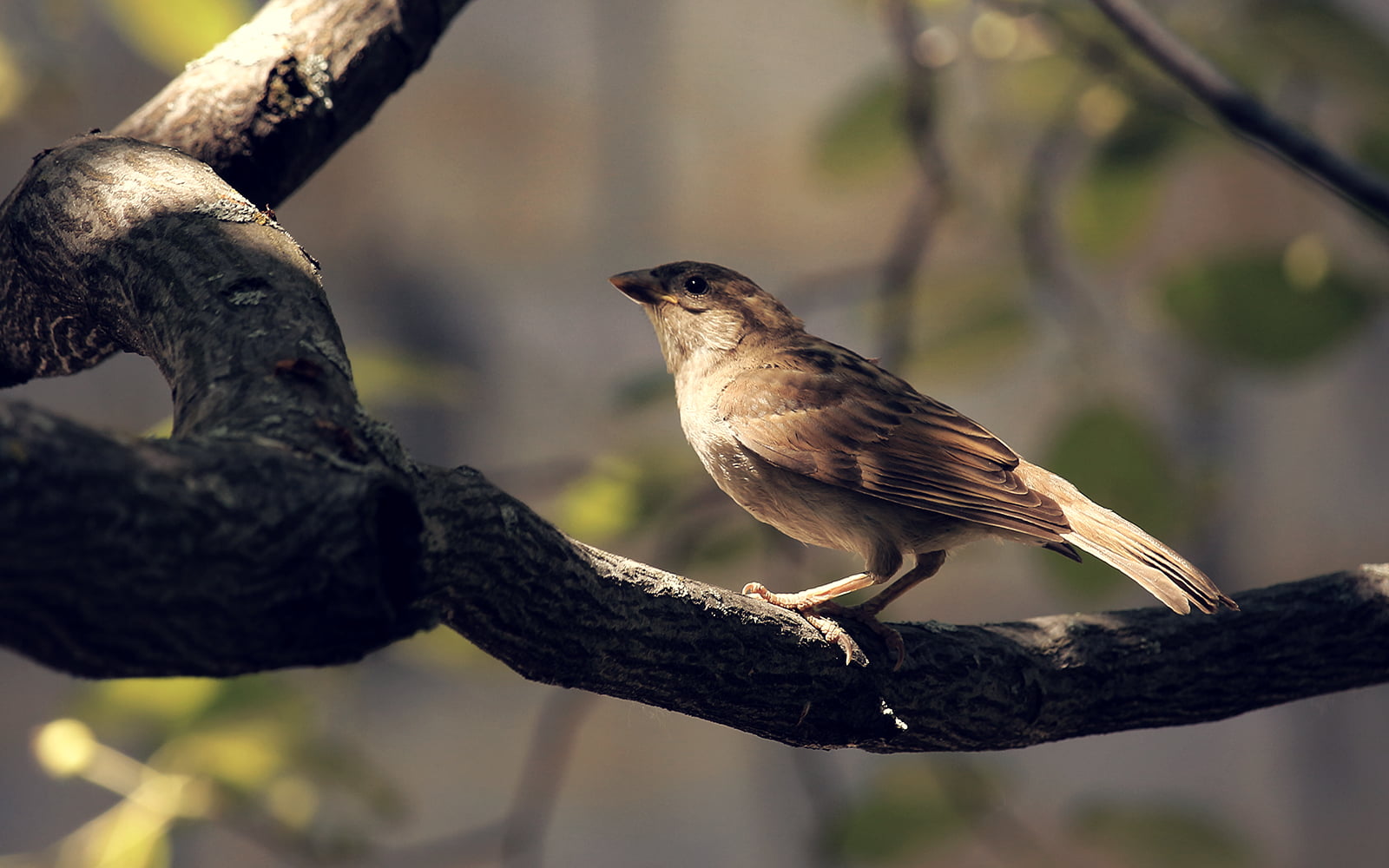 Focus, Sparrow, Bird, Branch, Magic, wow, Peace, Canon  eos, Light, Montreal, 700d, Glow, Rebel, dof, perching, Shadow, Fauna, Nature, DSRL, 720P, Tree, HD Wallpaper