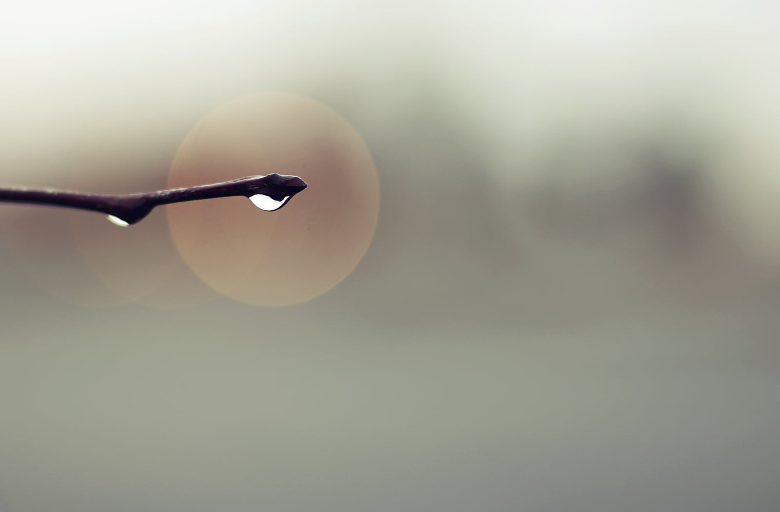 Water, twig, depthoffield, Rainy, 700d, Composition, Nature, macro photography, Park, 720P, Canon, Autumn, macro, Wet, Abstract, Branch, Have you ever, HD Wallpaper