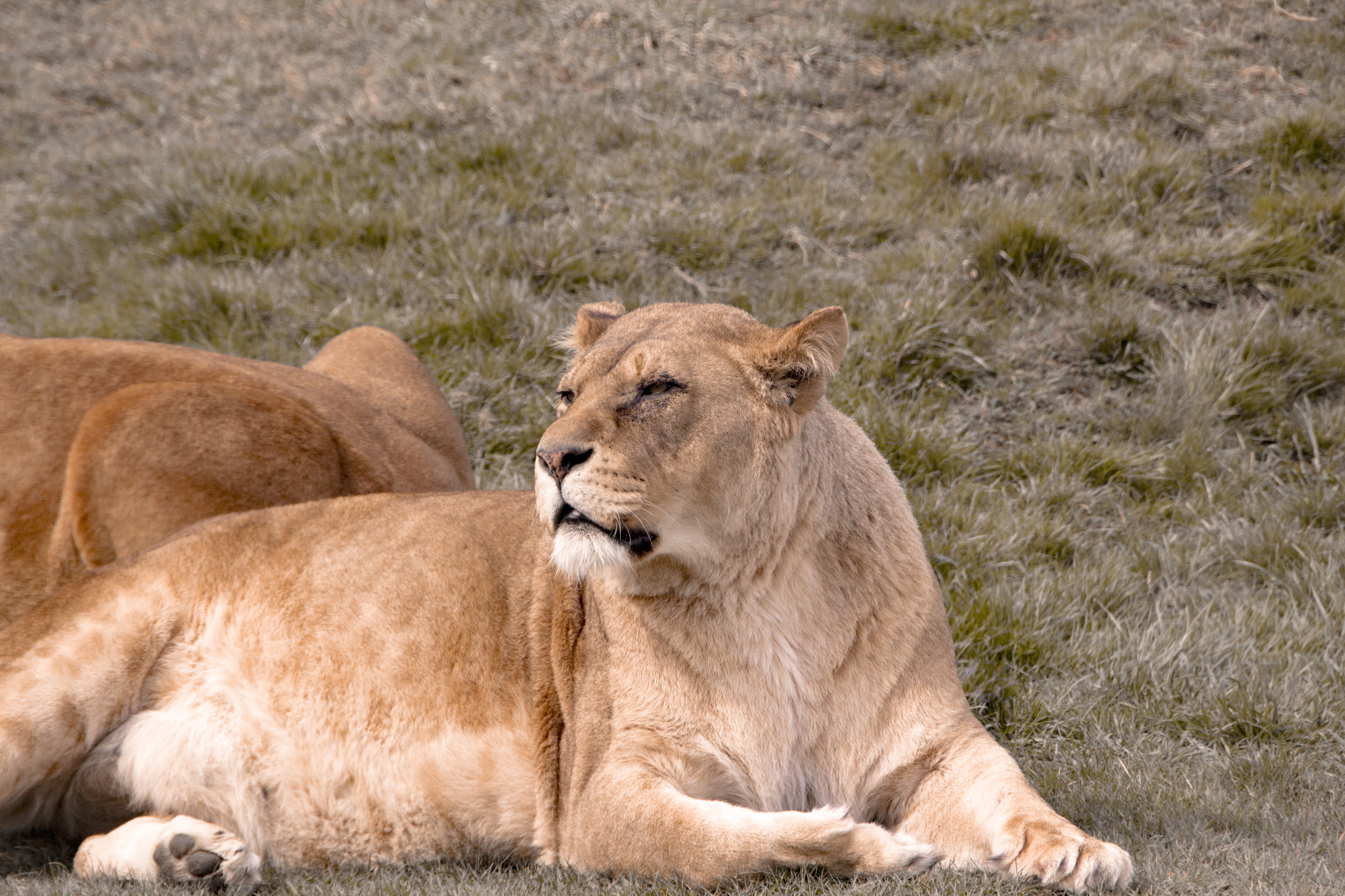 5K, big  cat, africa, brown, lion - Feline, serengeti National Park, tanzania, animals In The Wild, canon, lioness, sigma, animal, carnivore, woburn  safari  park, HD Wallpaper