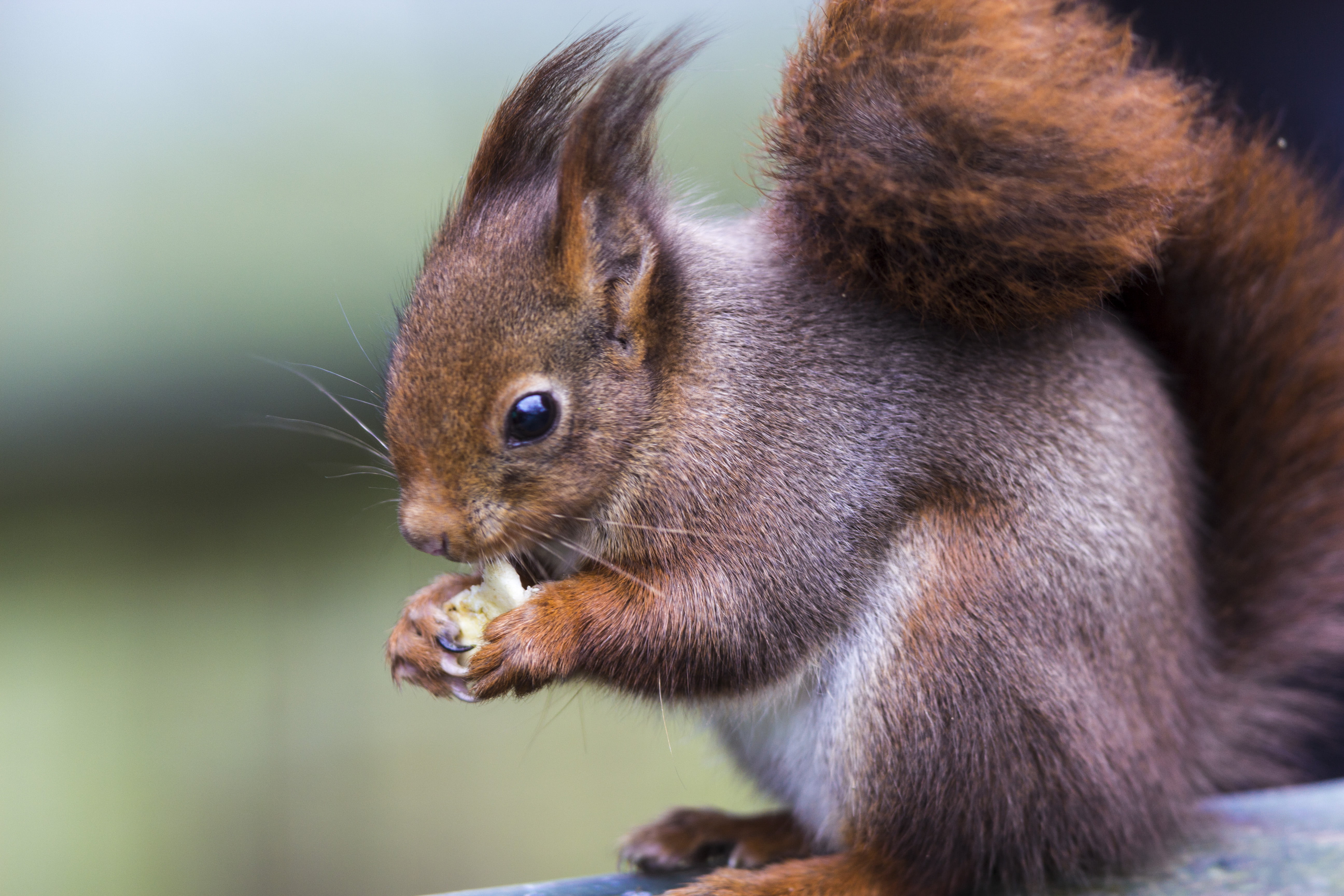 outdoors, 600D, photography, mammal, Canon, animal, close-up, Sciurus vulgaris, eating, rodent, British  Wildlife  Centre, 5K, brown, fur, fluffy, surrey, HD Wallpaper