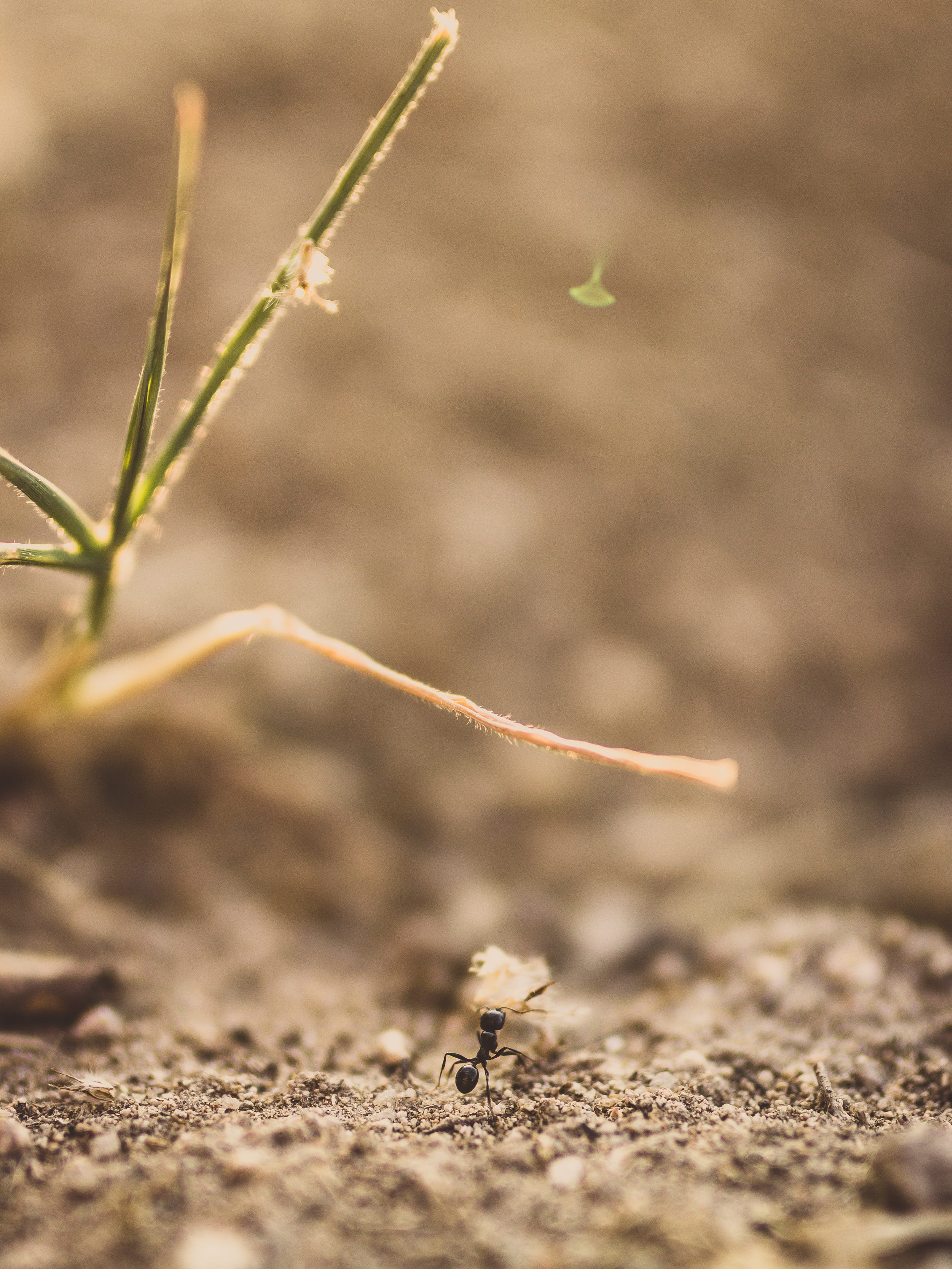 work, animals, flower, no people, day, growth, detailed, animal themes, soil, selective focus, invertebrate, 2K, busy, insect, animal, animals in the wild, Phone HD Wallpaper