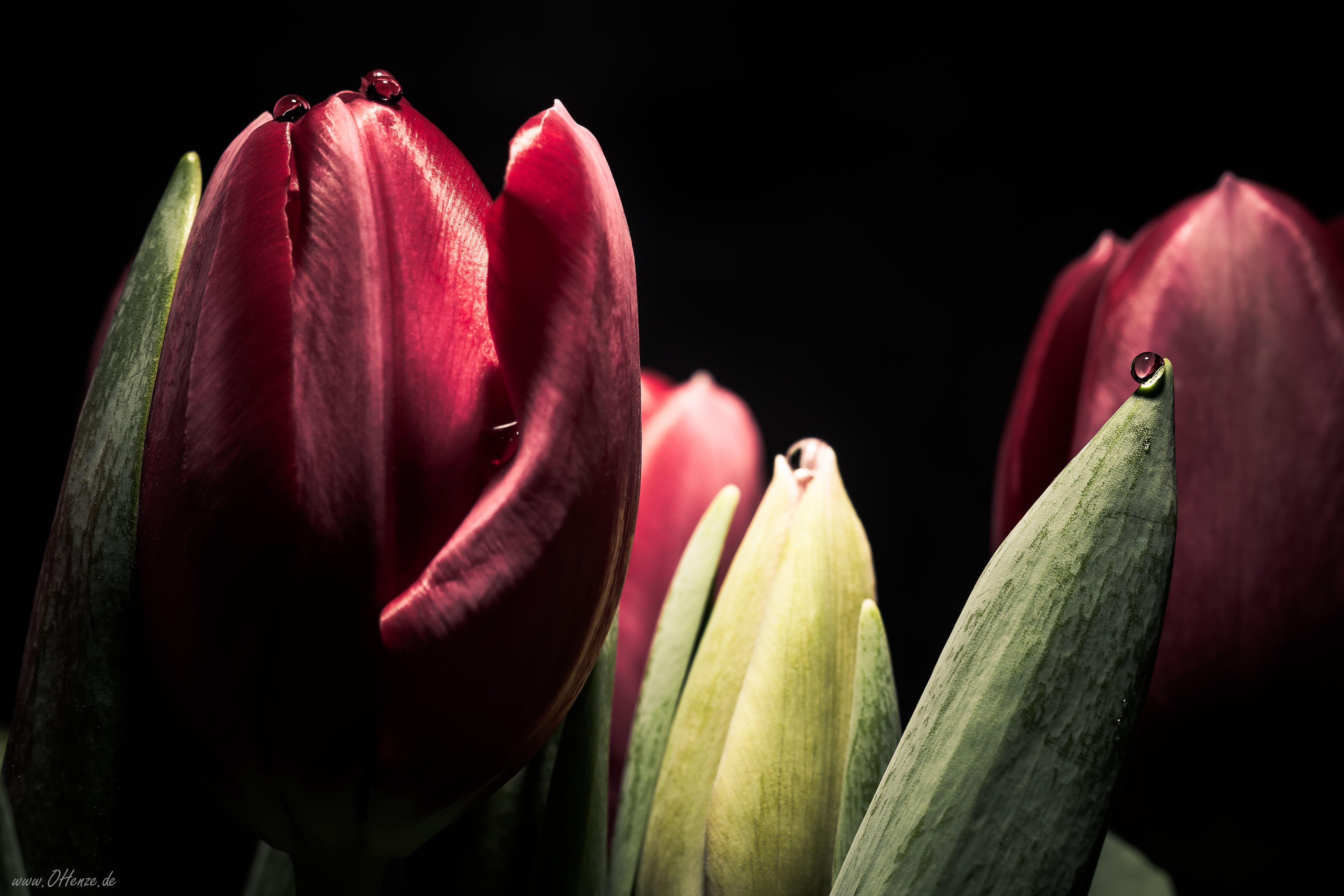 red, Macro, illustration, tulip, purple, 600D, Canon, room, dark, 5K, flower, makro, nature, flowers, dark room, freshness, HD Wallpaper