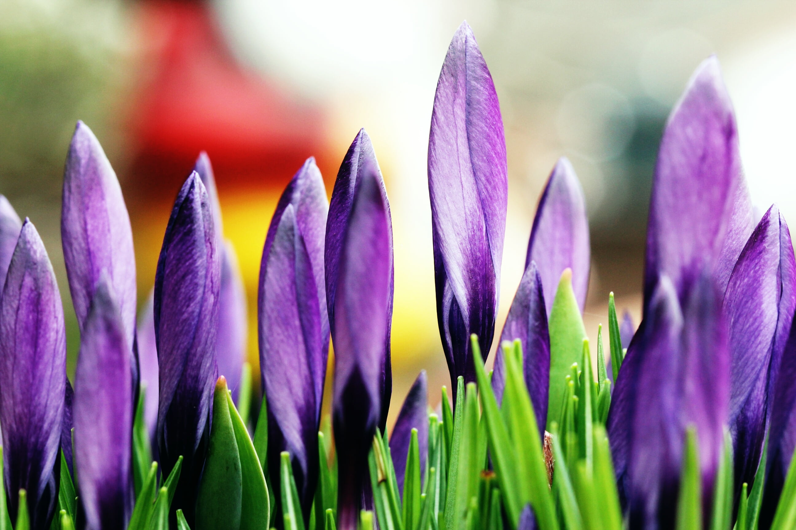 freshness, beauty In Nature, 600d, green Color, 2K, purple  flower, flower, Stand in Line, plant, nature, macro, canon, crocus, green, flowers, closeup, HD Wallpaper