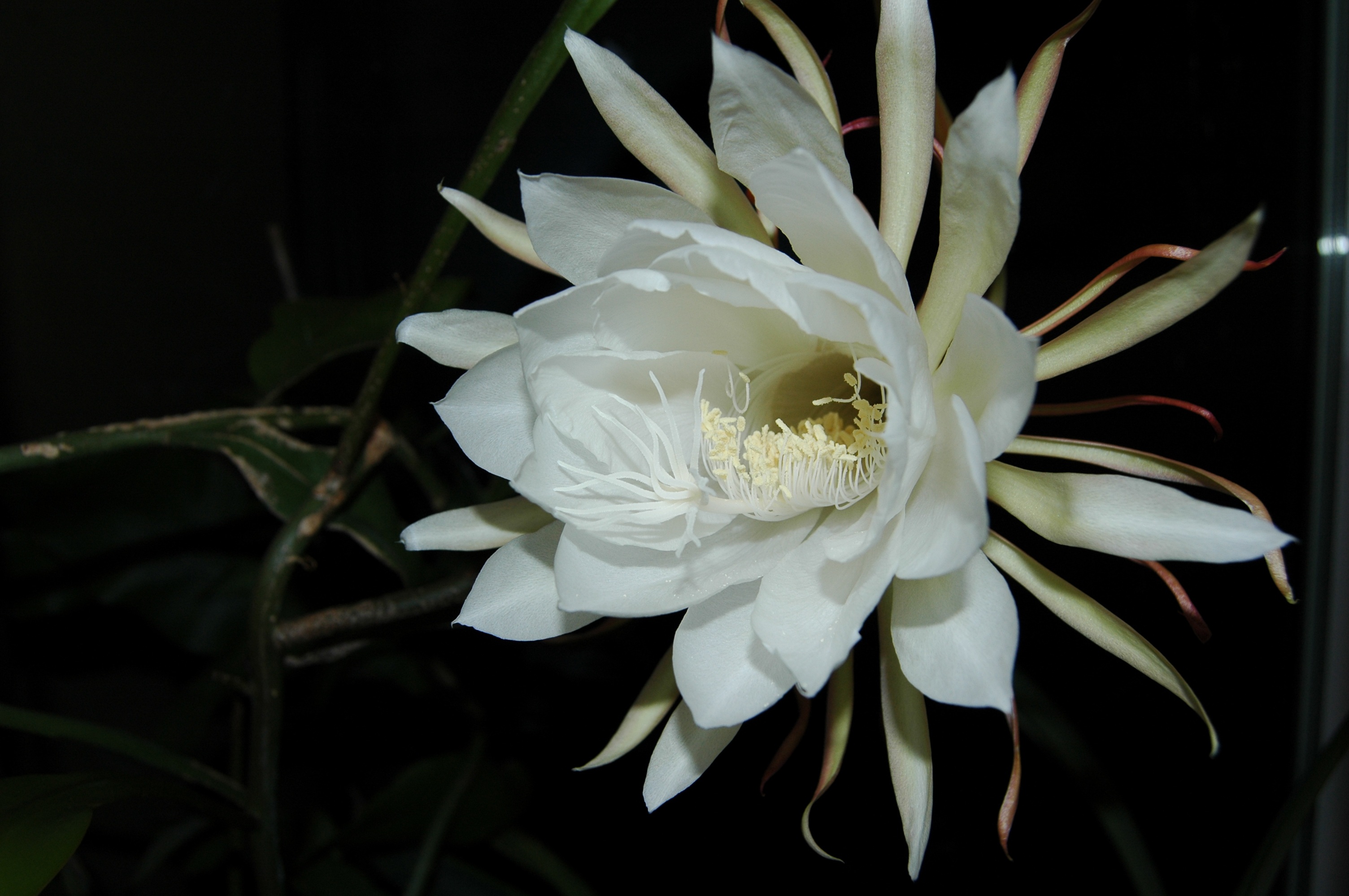 no people, flowering plant, nature, black background, beauty in nature, 2K, queen of the night, night, growth, vulnerability, petal, pollen, plant, inflorescence, HD Wallpaper