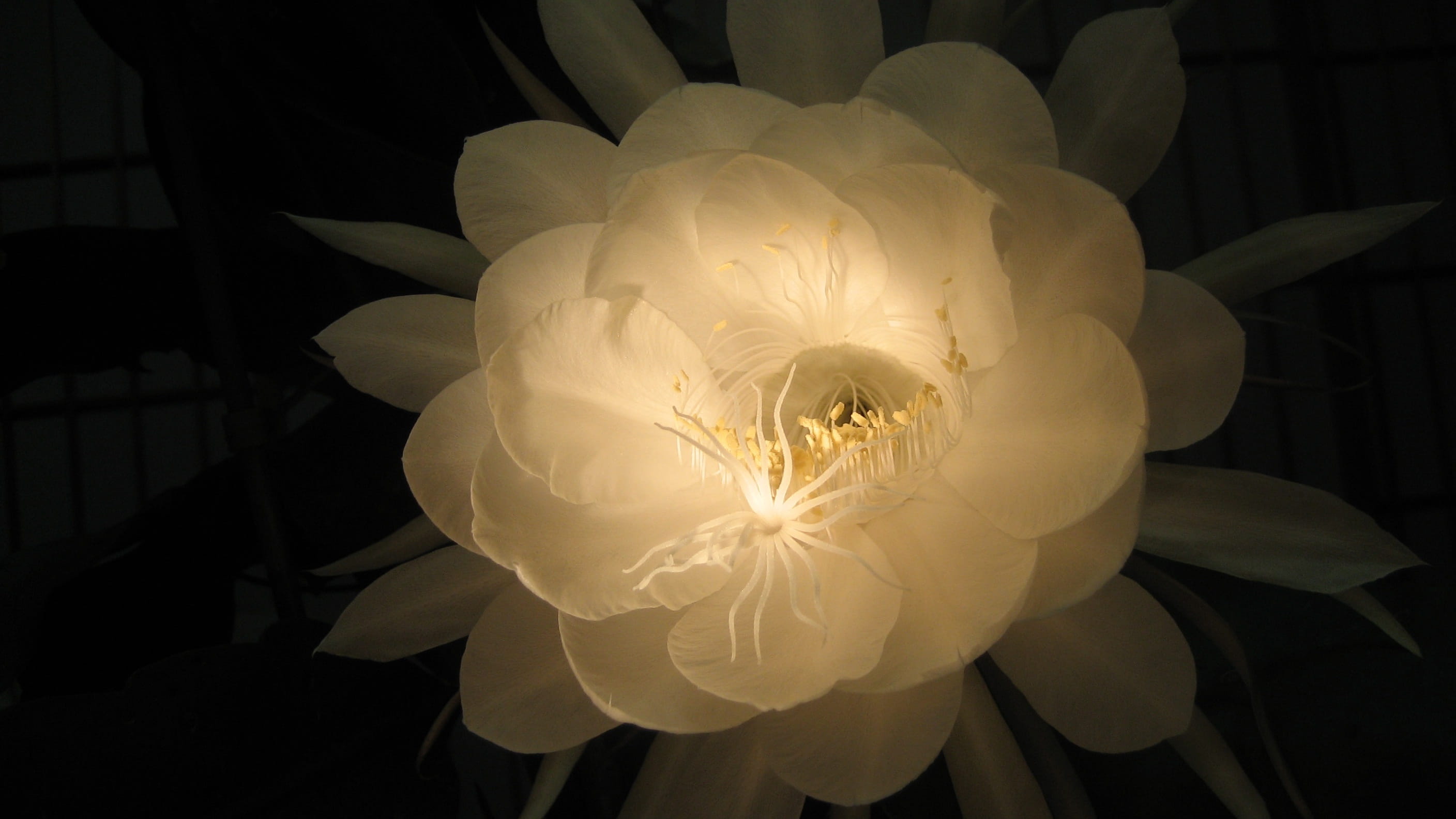 white, dark, queen of the night, flowering plant, beauty in nature, pollen, flower head, flowers, growth, petal, lotus water lily, close-up, water lily, HD Wallpaper