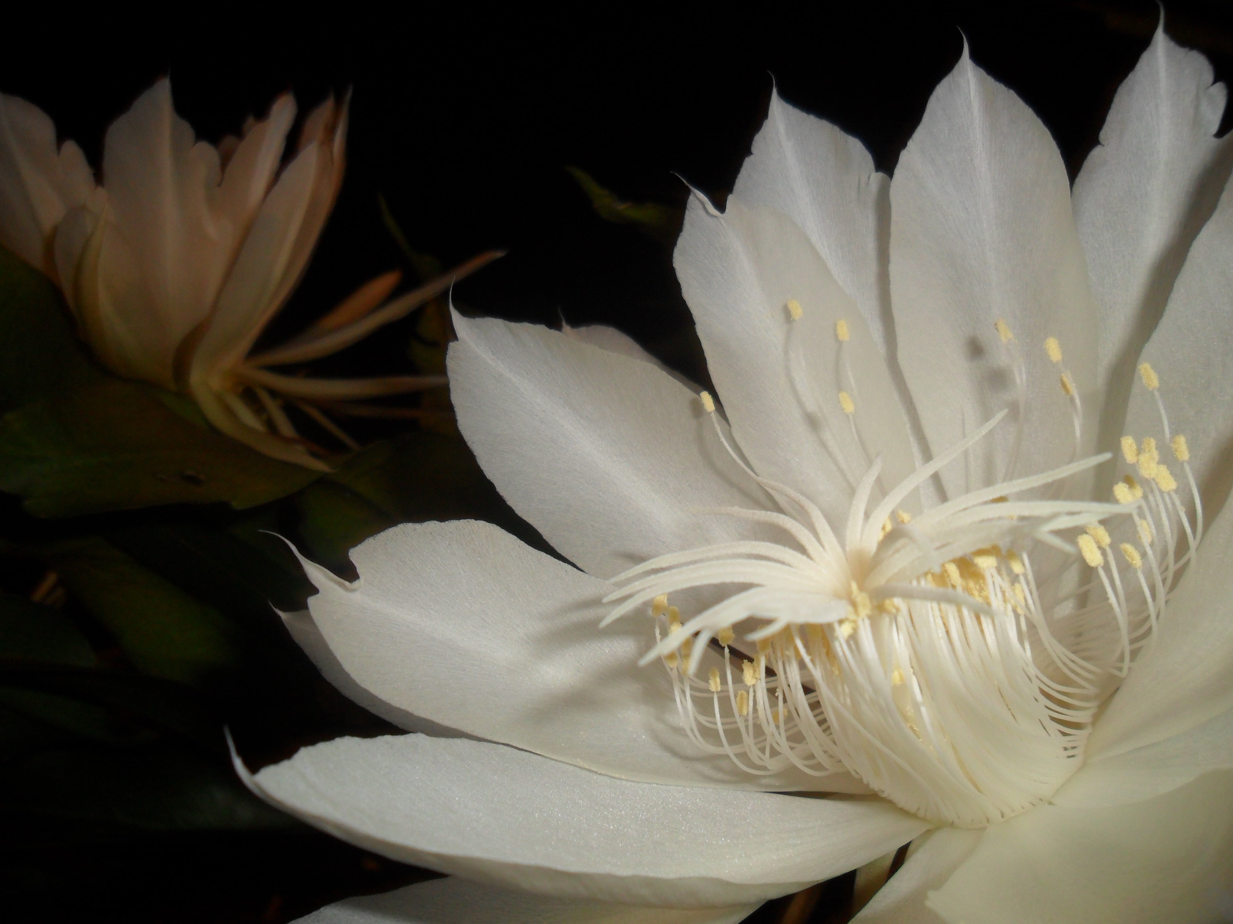 focus on foreground, close-up, queen of the night, inflorescence, fragility, plant, 4K, stamen, flower, pollen, nature, black background, freshness, pitahaya, HD Wallpaper