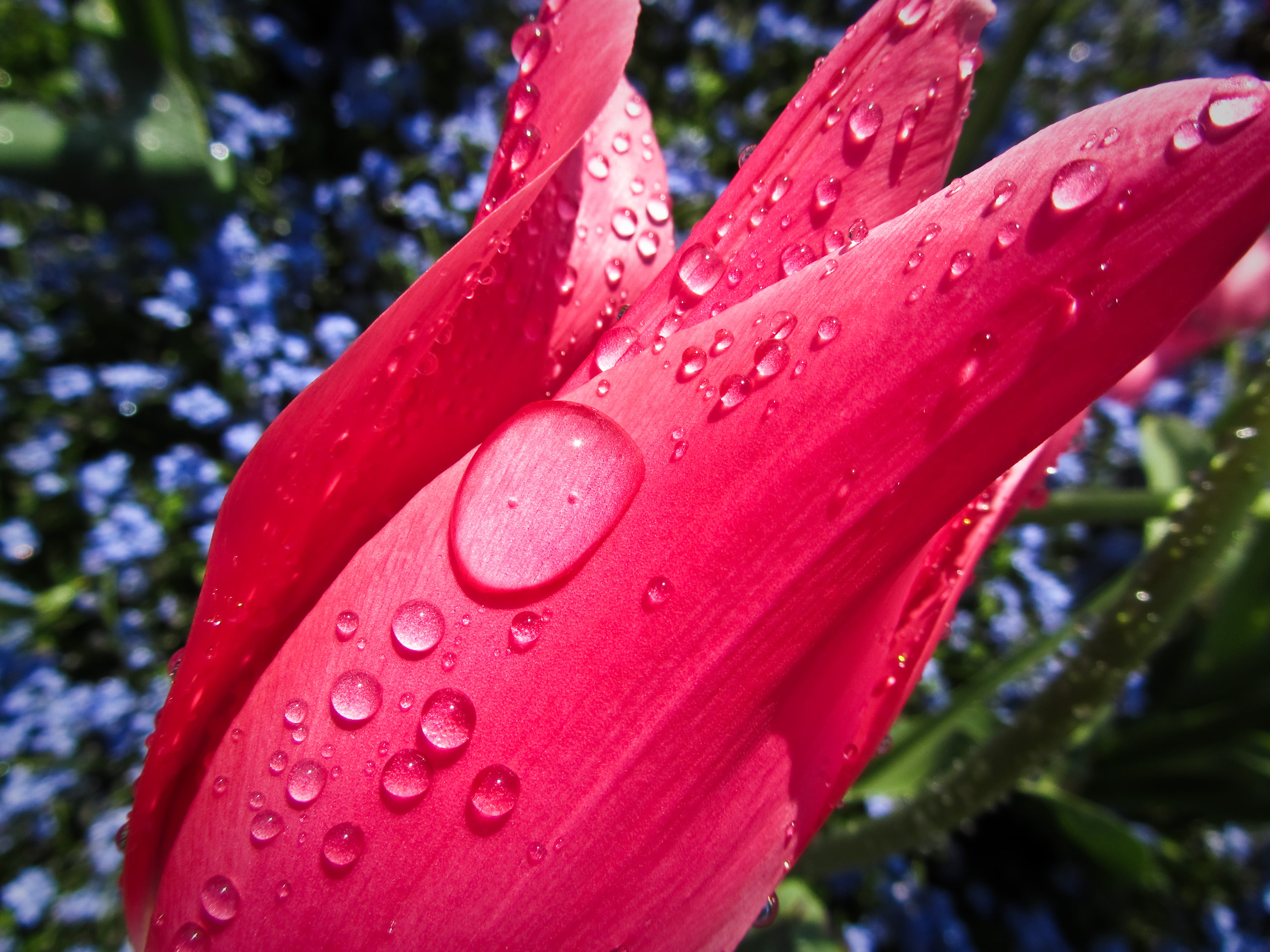 spray, raindrops, beauty In Nature, petal, water, shot, Canon, 4K, flower, Golders Hill Park, Tulip, lightroom, dew, drop, close-up, pink, drops, nature, HD Wallpaper