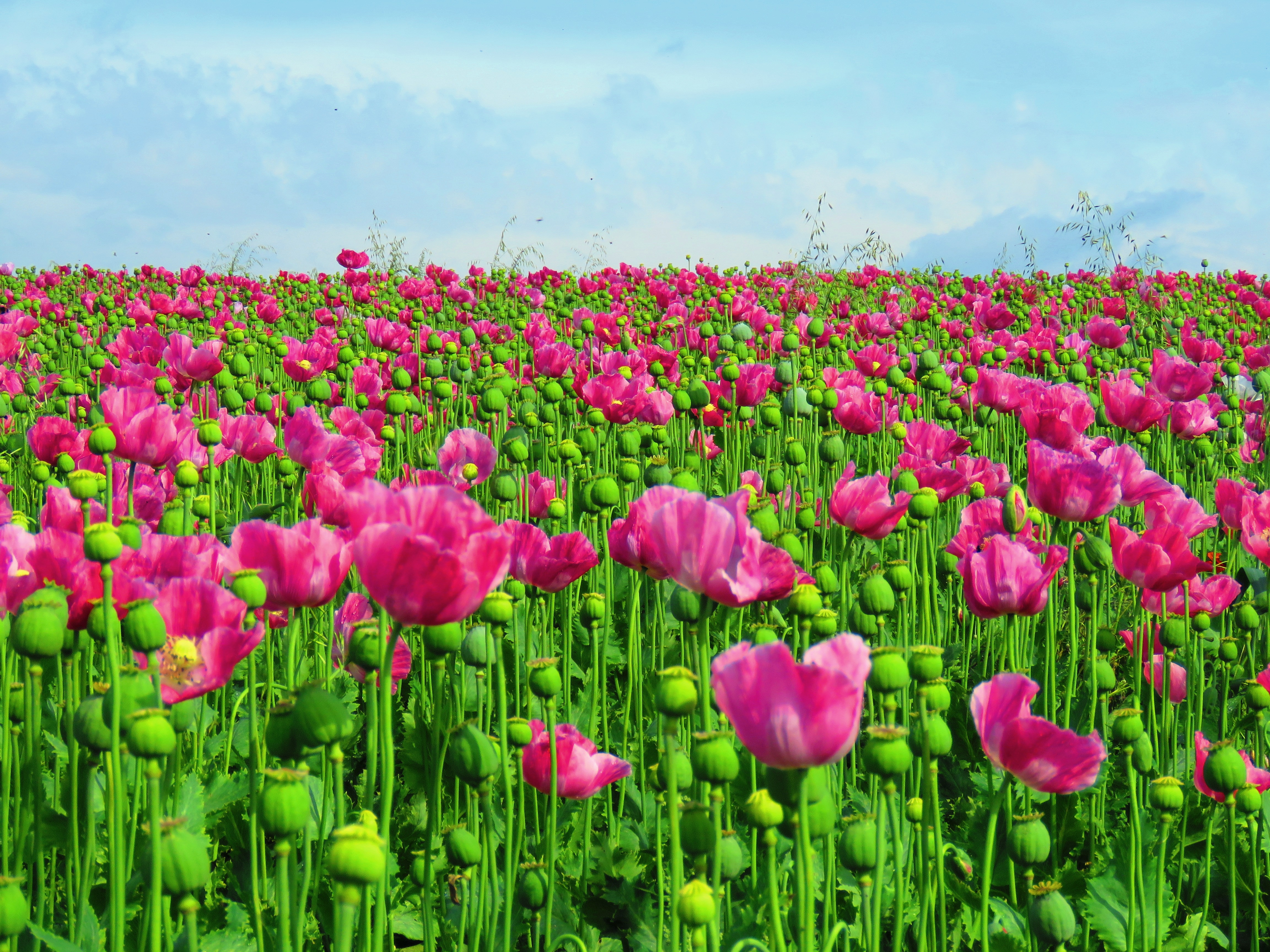 freshness, nature, poppy capsule, inflorescence, field of poppies, capsule, close-up, field, 4K, flowerbed, tulip, poppy flower, growth, land, poppy, cloud - sky, HD Wallpaper