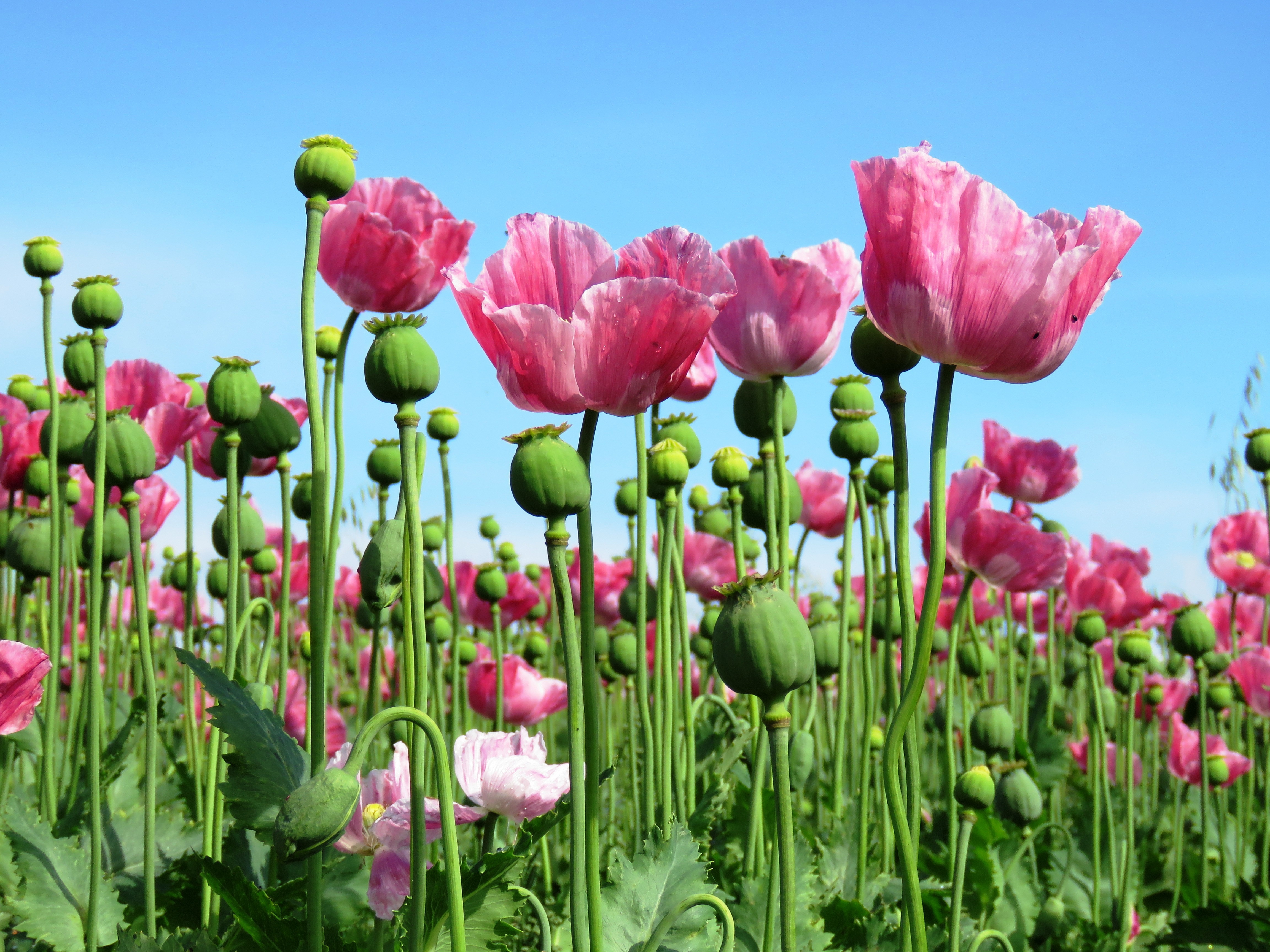 nature, flower, mohngewaechs, fragility, field of poppies, poppy, freshness, no people, growth, springtime, poppies, plant stem, sky, plant, flower head, HD Wallpaper