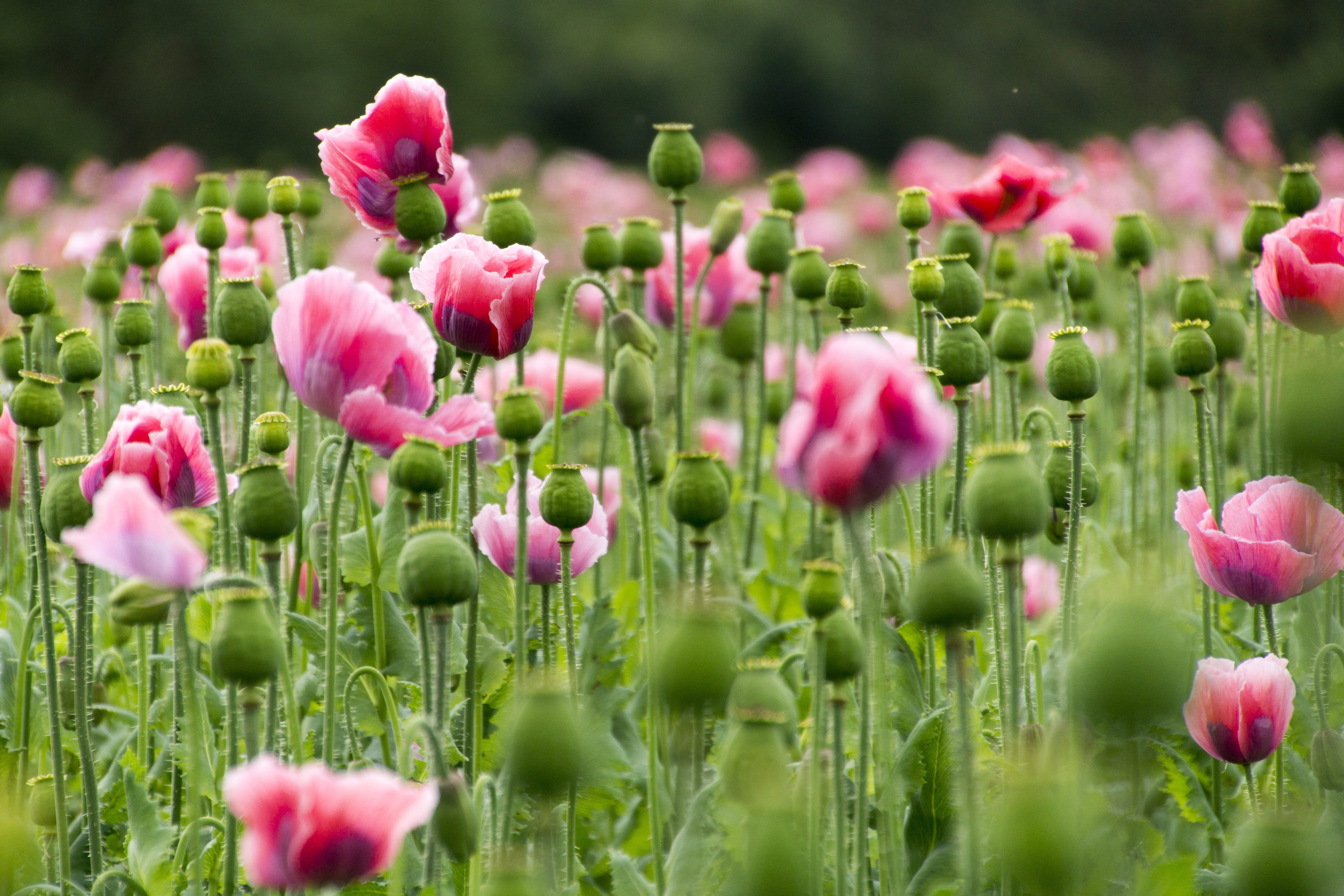 pink color, blossom, boll, freshness, flowerbed, green color, springtime, poppy flower, bloom, inflorescence, close-up, selective focus, vulnerability, HD Wallpaper