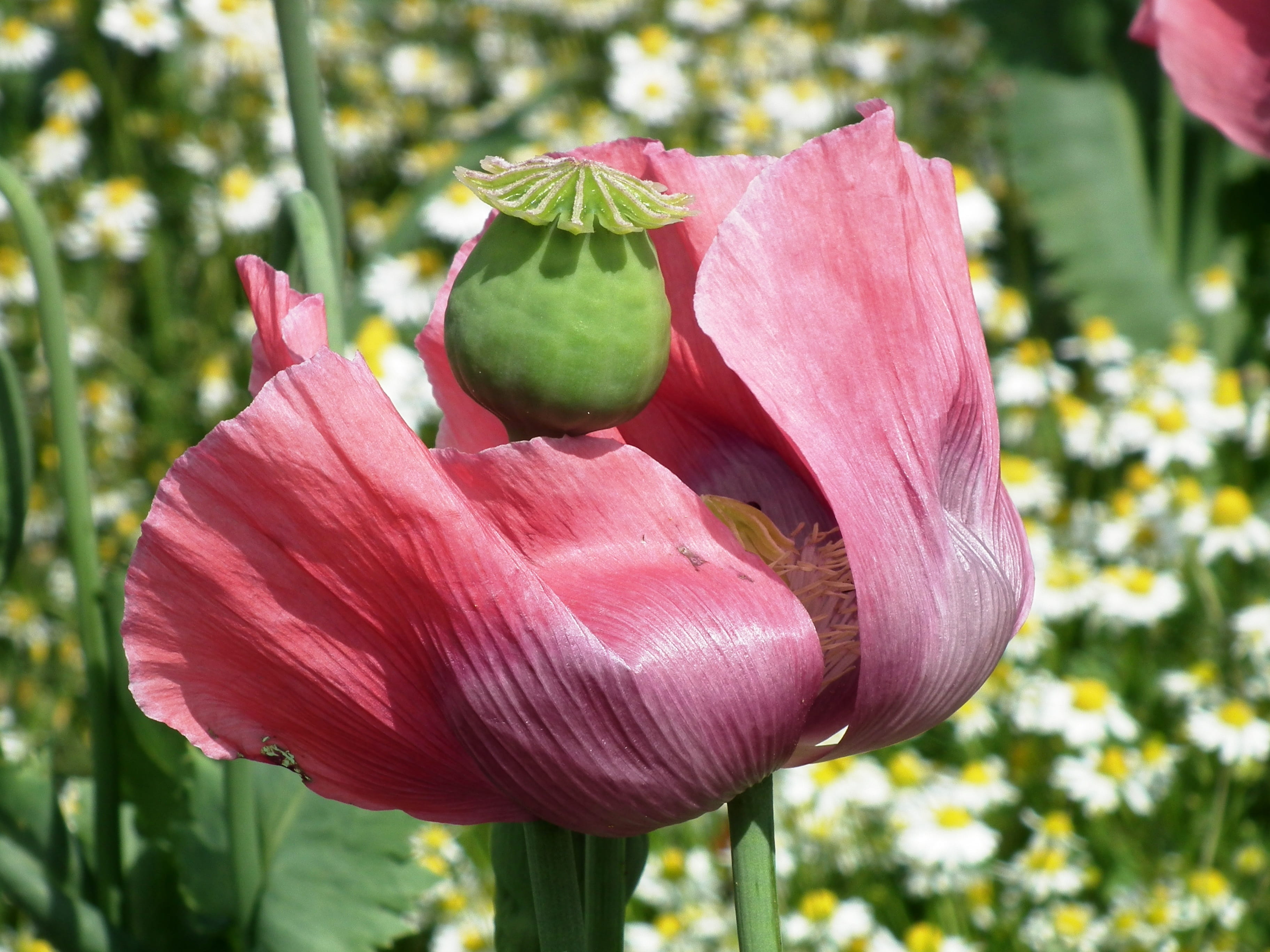inflorescence, day, vulnerability, pink color, flower head, pink, outdoors, blossom, poppy capsule, white, plant, flowering plant, focus on foreground, HD Wallpaper