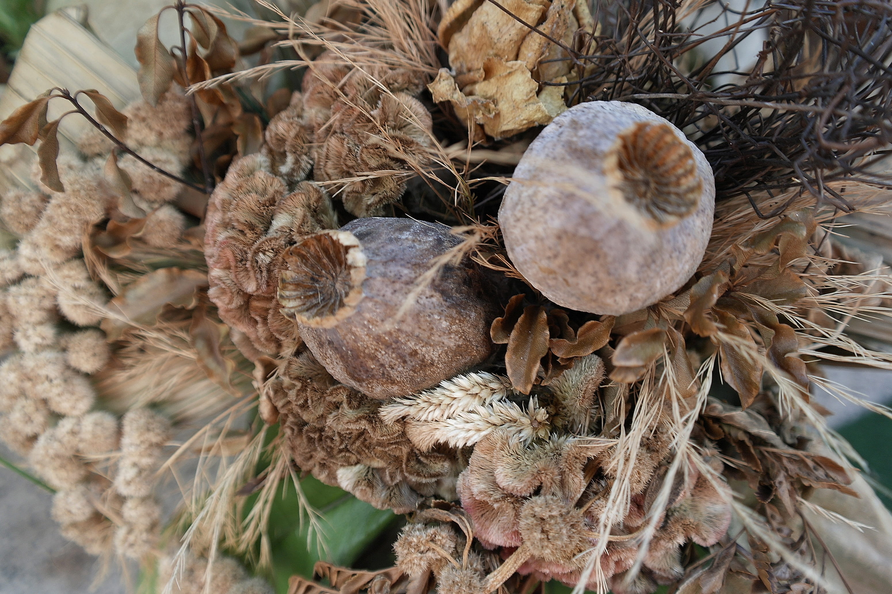 animal themes, focus on foreground, leaf, animals in the wild, outdoors, animal wildlife, dried, day, dry, dried flowers, nature, dead plant, bouquet, brown, HD Wallpaper