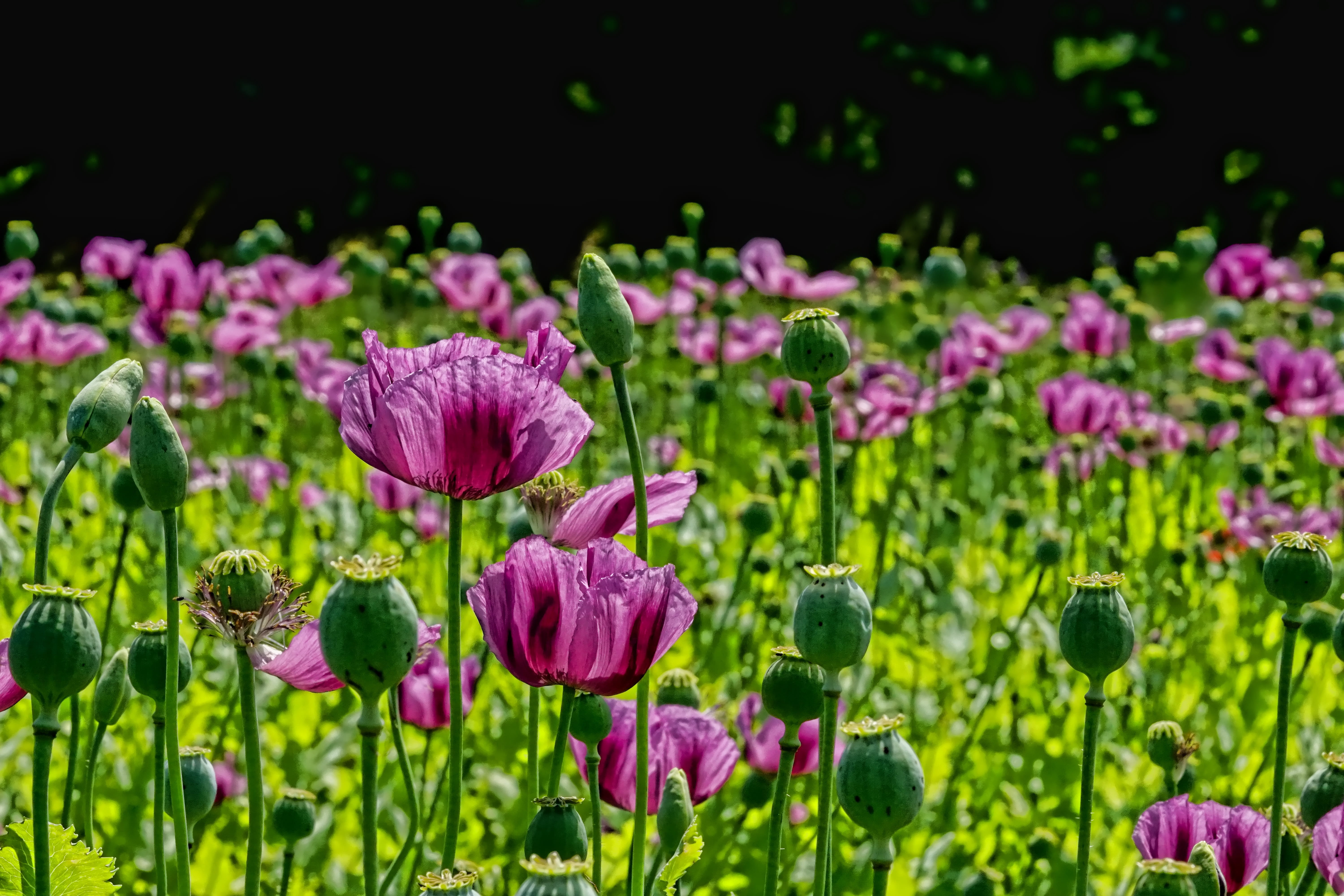 focus on foreground, violet, close-up, poppy, poppy flower, leaf, plant, growth, flowerbed, pink, bed, no people, flower head, green color, inflorescence, HD Wallpaper
