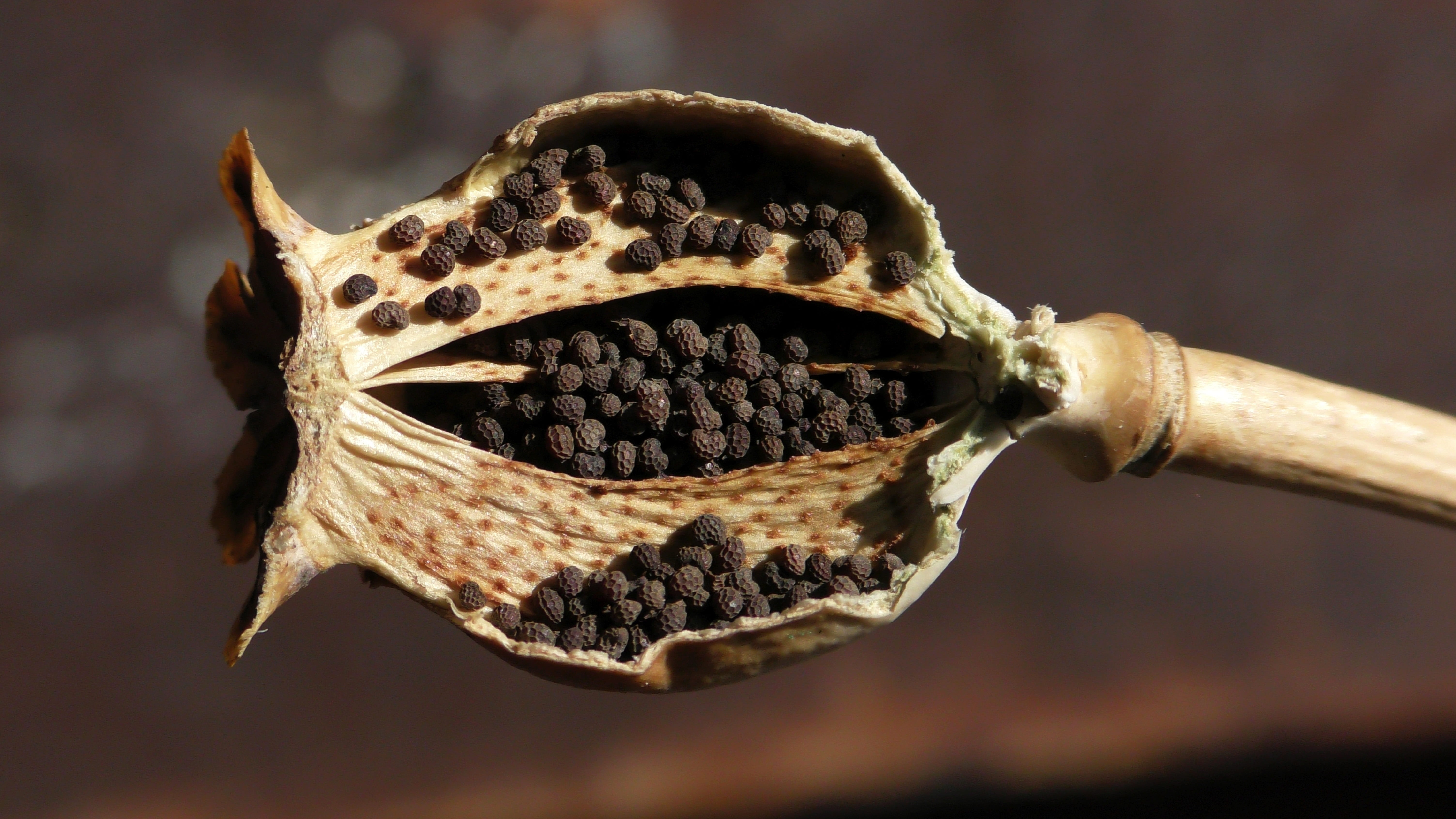 5K, brown, animal body part, animal themes, close-up, mohngewaechs, one animal, pattern, seed, wood - material, poppy, indoors, poppies, animal, kitchen utensil, HD Wallpaper