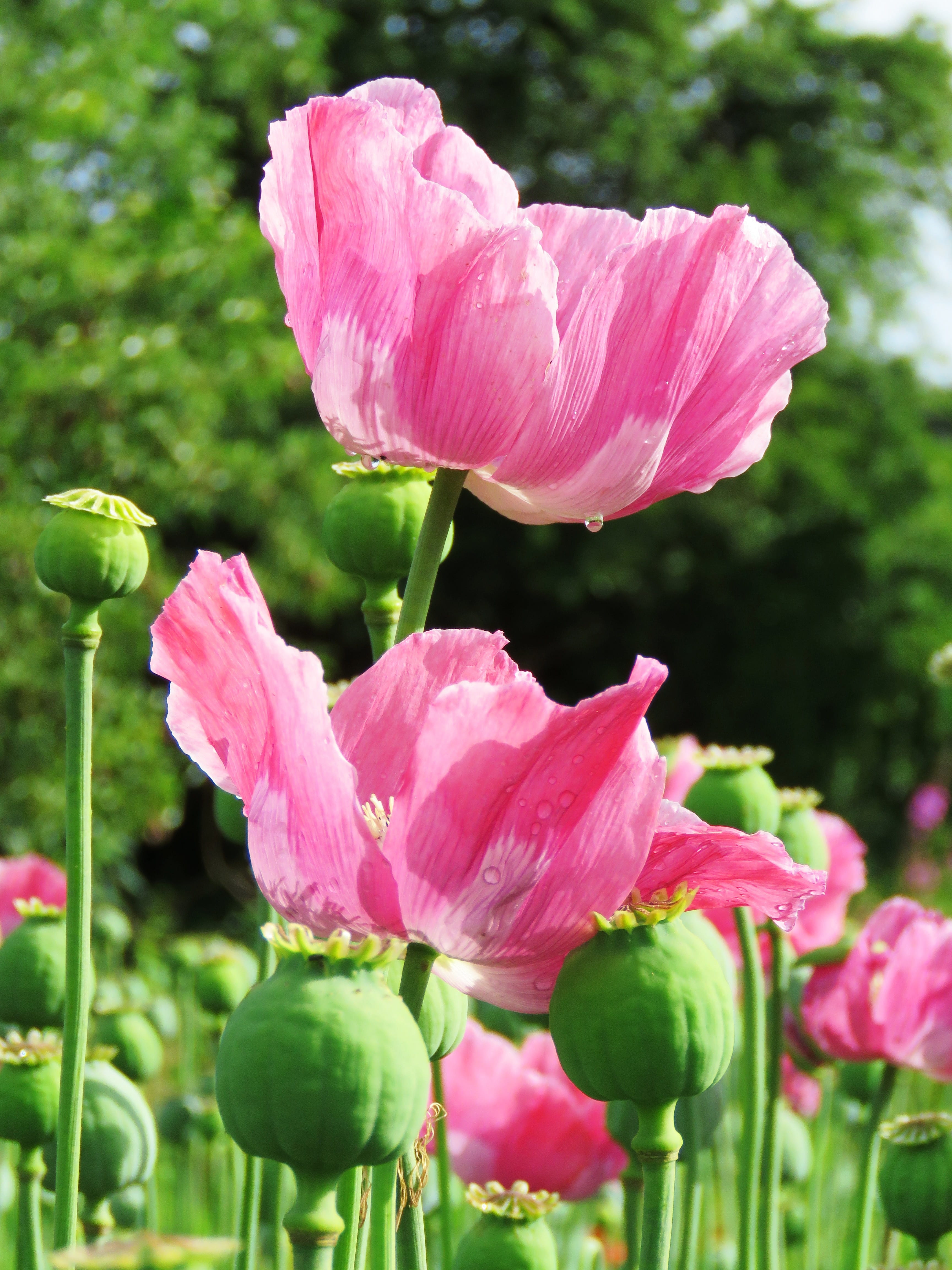 capsule, softness, outdoors, mohngewaechs, bloom, poppy flower, inflorescence, close-up, growth, blossom, petal, flower head, field of poppies, flower, Phone HD Wallpaper