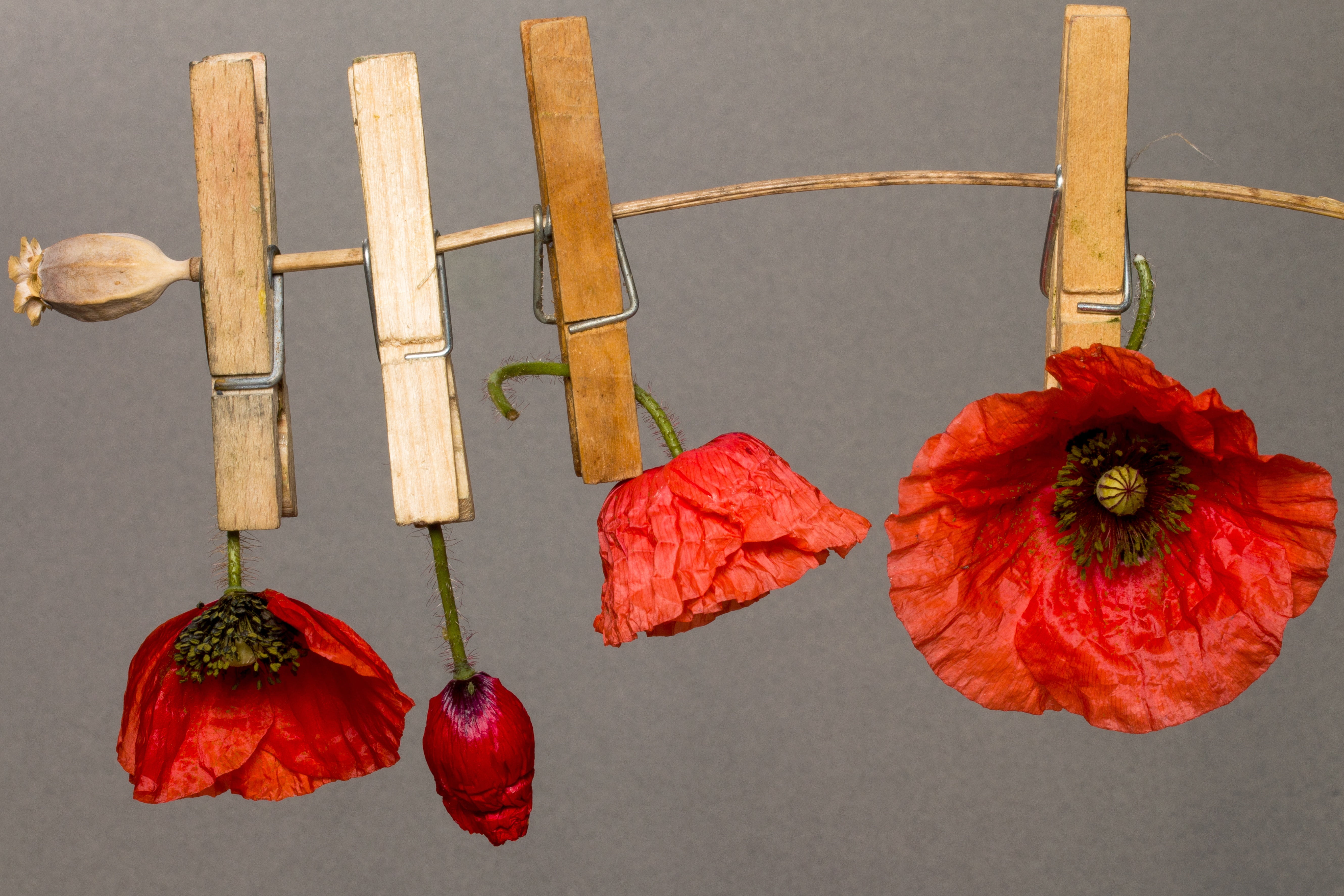 dried, wood - material, red poppy, poppy capsule, close-up, plant, food, 5K, red, decoration, nature, clipped, poppy flower, choice, poppy, still life, HD Wallpaper