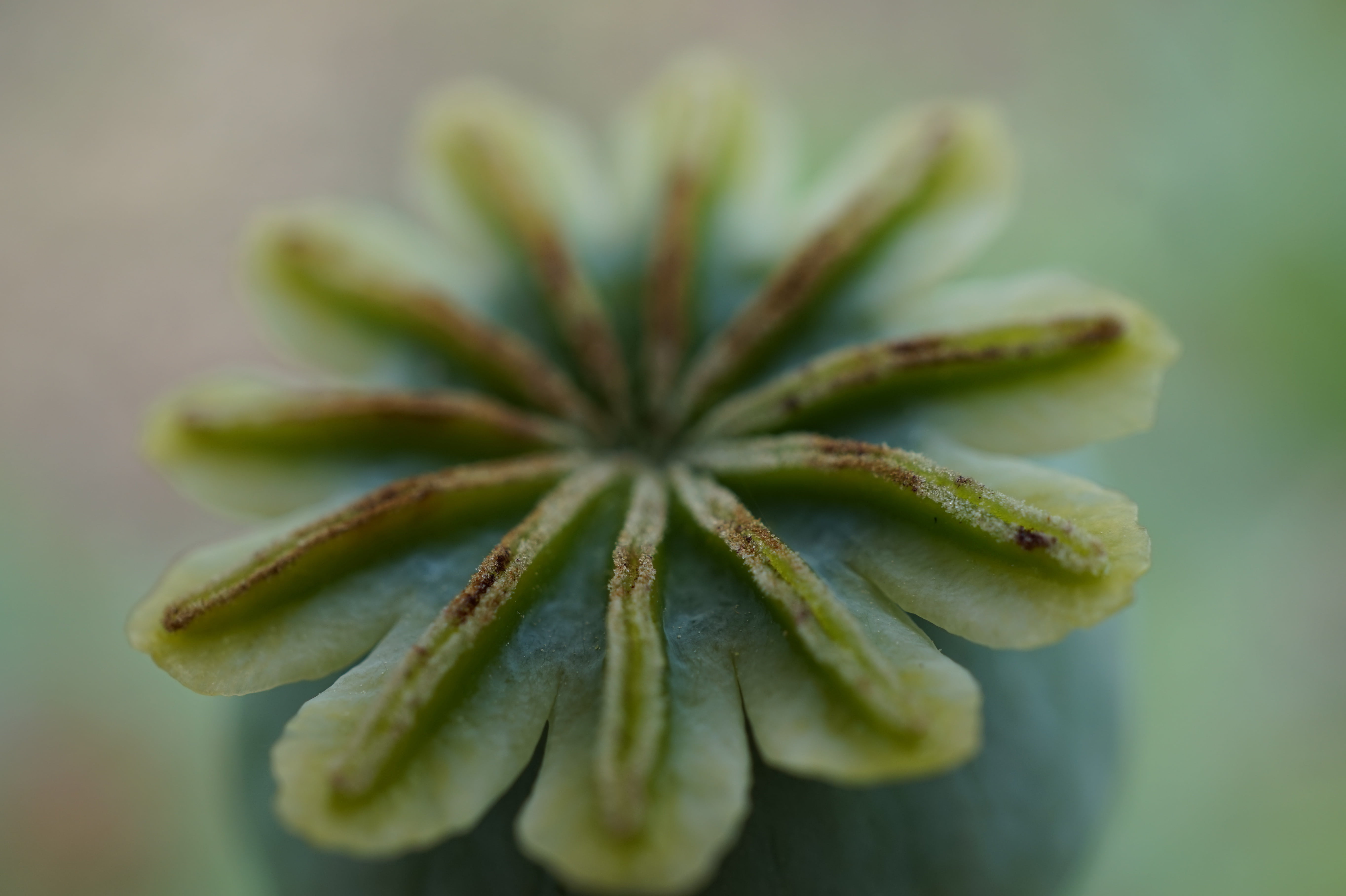 studio shot, faded, food and drink, macro, close-up, plant part, flower, green color, day, freshness, plant, nature, stamp, outdoors, 5K, color green, HD Wallpaper