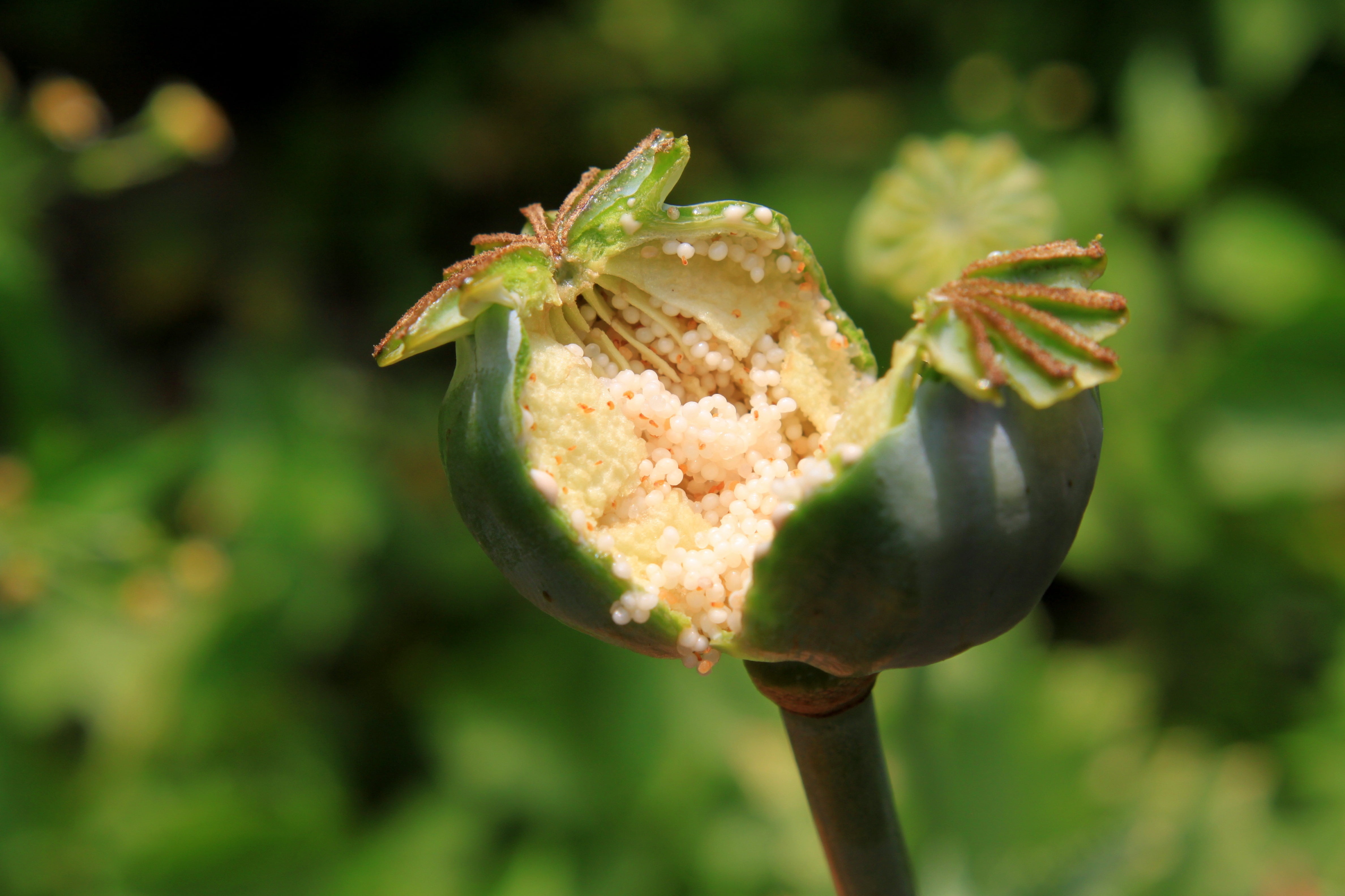 wellbeing, raw, capsules, freshness, food, 4K, garden, plants, sunlight, vulnerability, ripe, fruit, no people, health, healthy eating, leaf, nature, poppy, HD Wallpaper