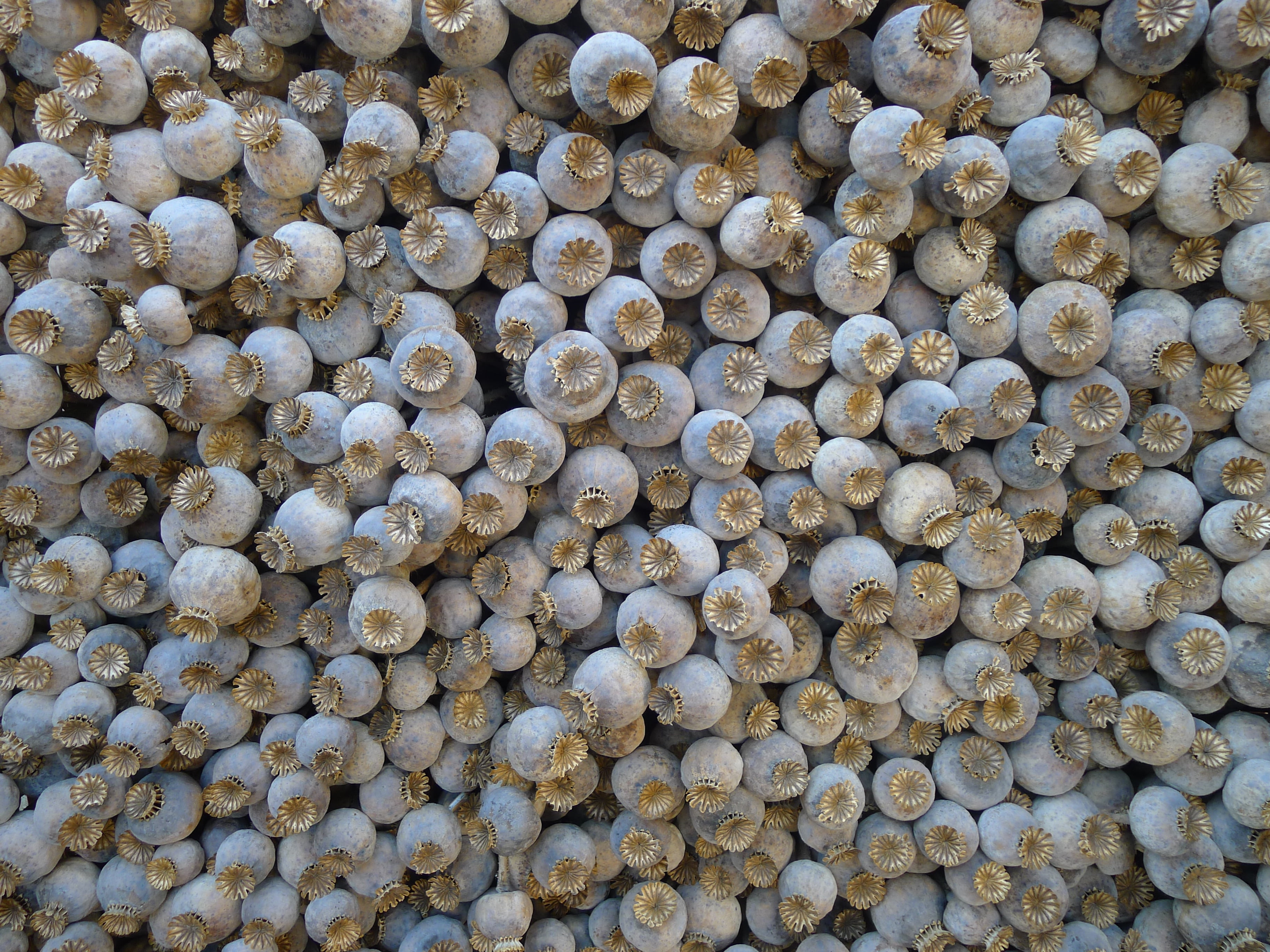 deforestation, full frame, gray, large group of objects, timber, 2K, repetition, outdoors, pattern, nature, still life, close-up, close up, barnacles, HD Wallpaper