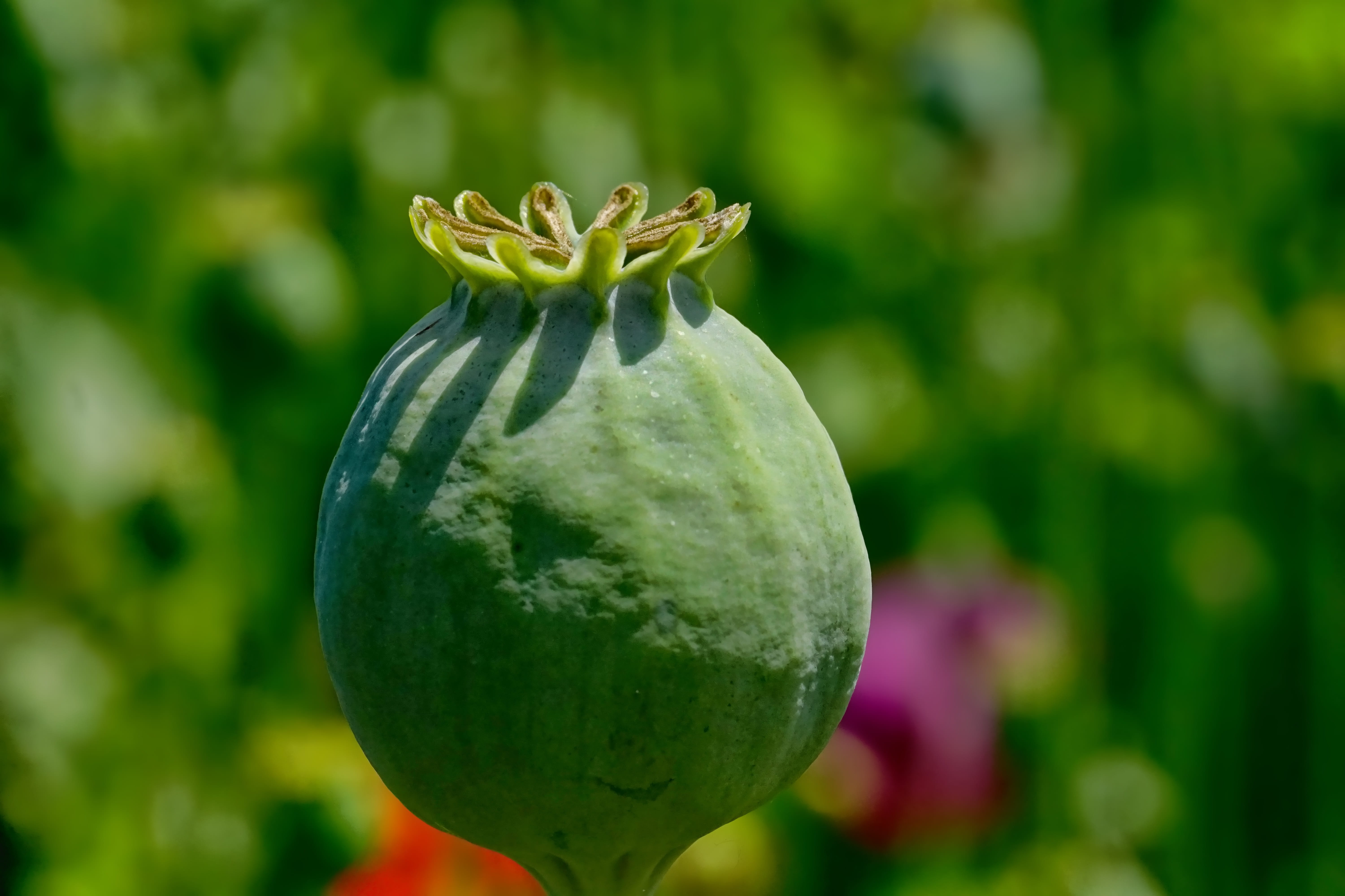 focus on foreground, green color, 5K, mohngewaechs, growth, vegetable, flowering plant, bud, boll, food and drink, beauty in nature, day, plant, single object, HD Wallpaper