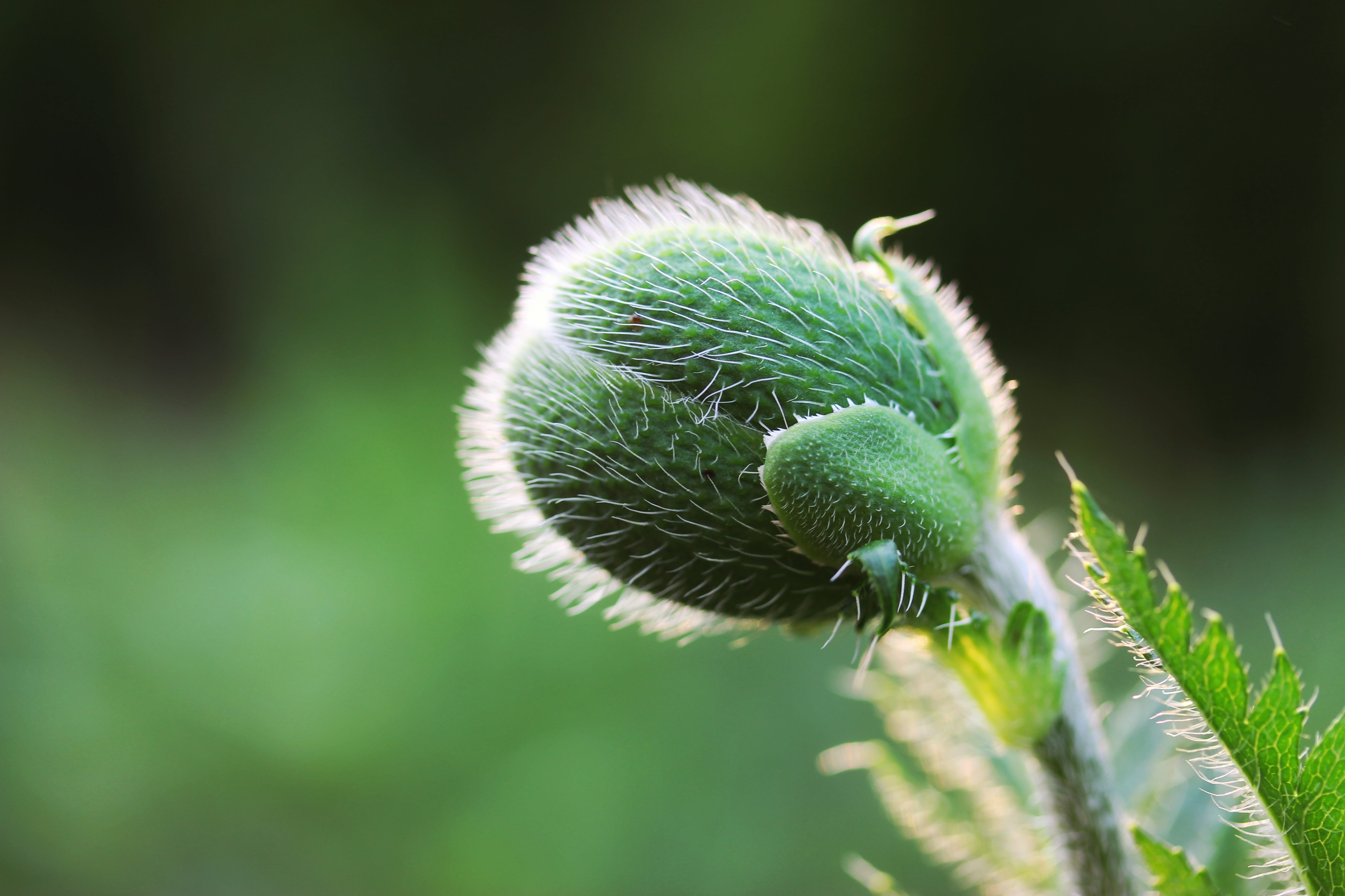 nature, vulnerability, beauty in nature, plant part, leaf, close-up, sepal, flowering plant, poppy, 5K, bud, no people, day, spiky, macro, plant, poppy capsule, HD Wallpaper