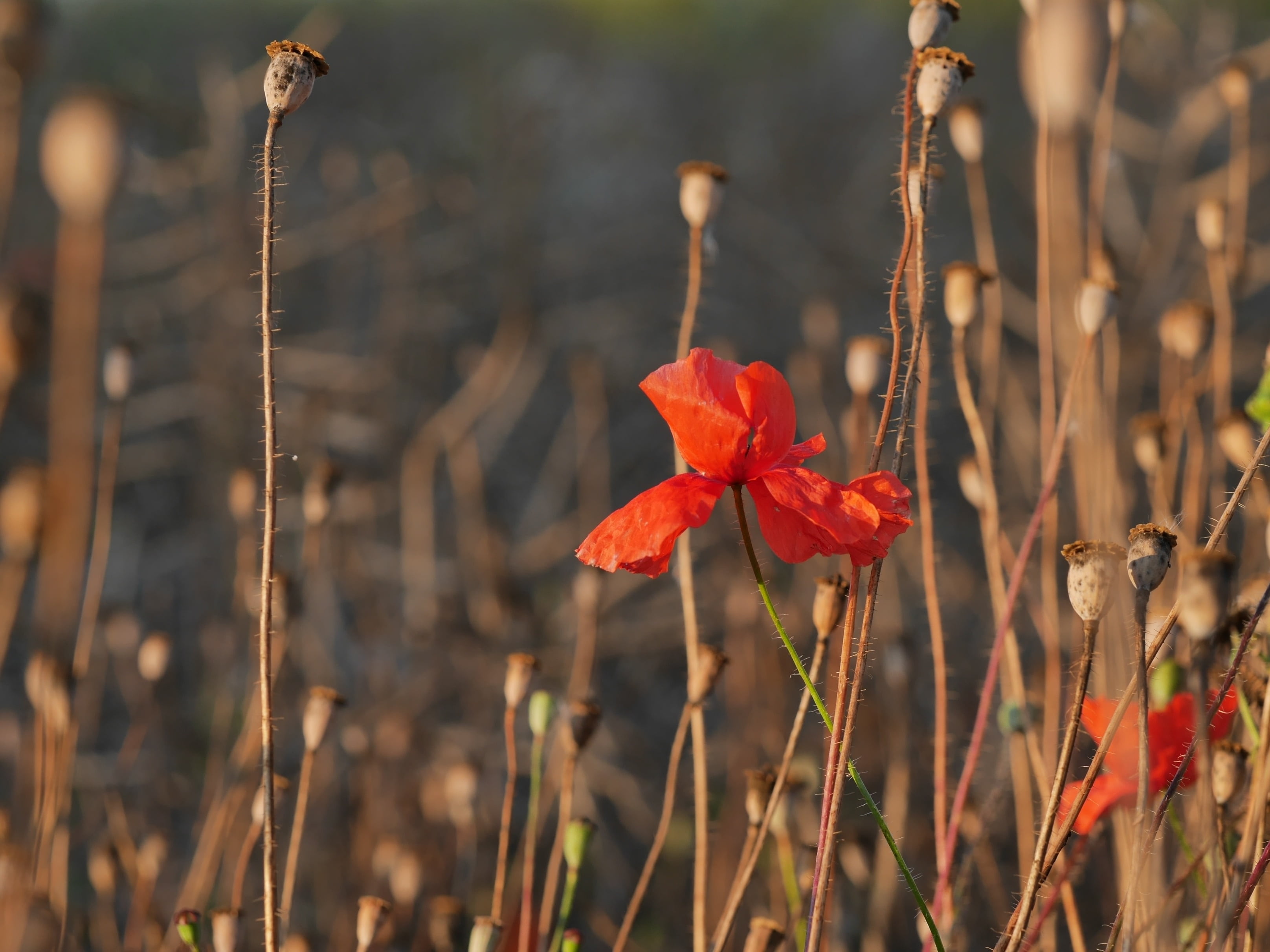 summer, plant, edge of field, no people, nature, close-up, freshness, focus on foreground, flowering plant, field, wilted plant, inflorescence, land, red, HD Wallpaper