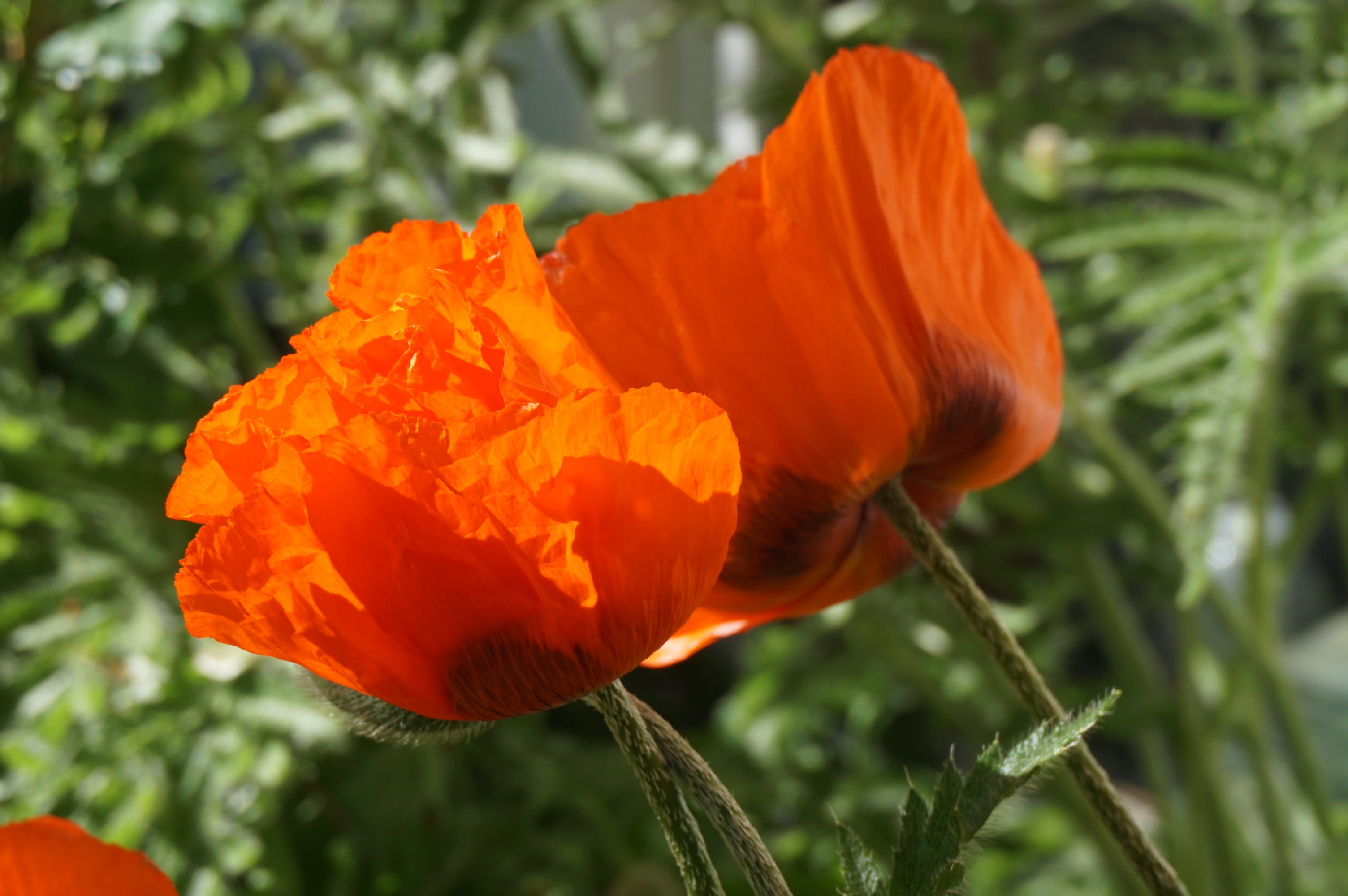 growth, focus on foreground, macro, outdoors, bloom, close-up, norway, poppy capsule, springtime, 2K, no people, flower head, vulnerability, freshness, HD Wallpaper