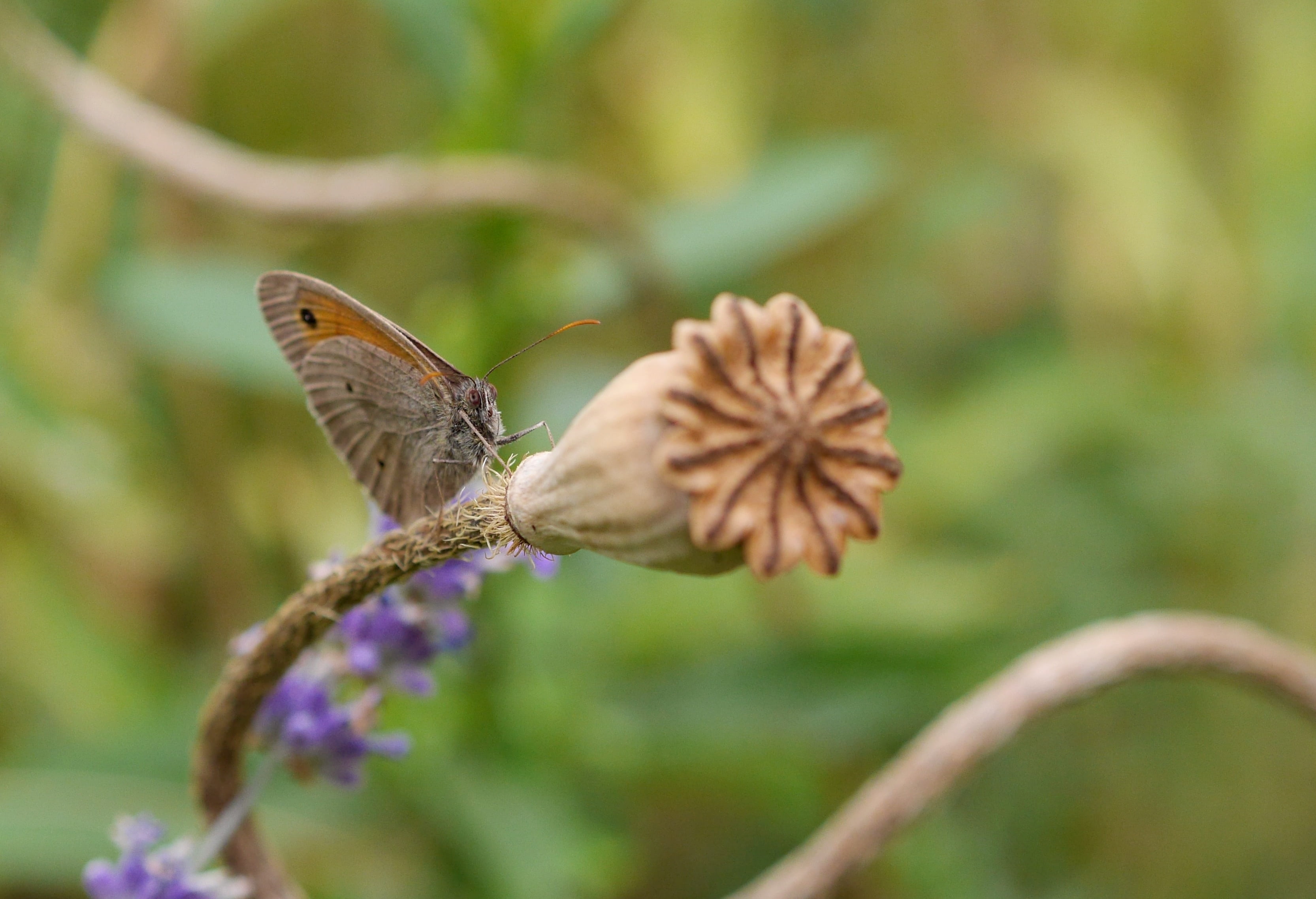 animals in the wild, plant, poppy capsule, animal wing, one animal, close, no people, selective focus, beauty in nature, freshness, fragility, vulnerability, HD Wallpaper