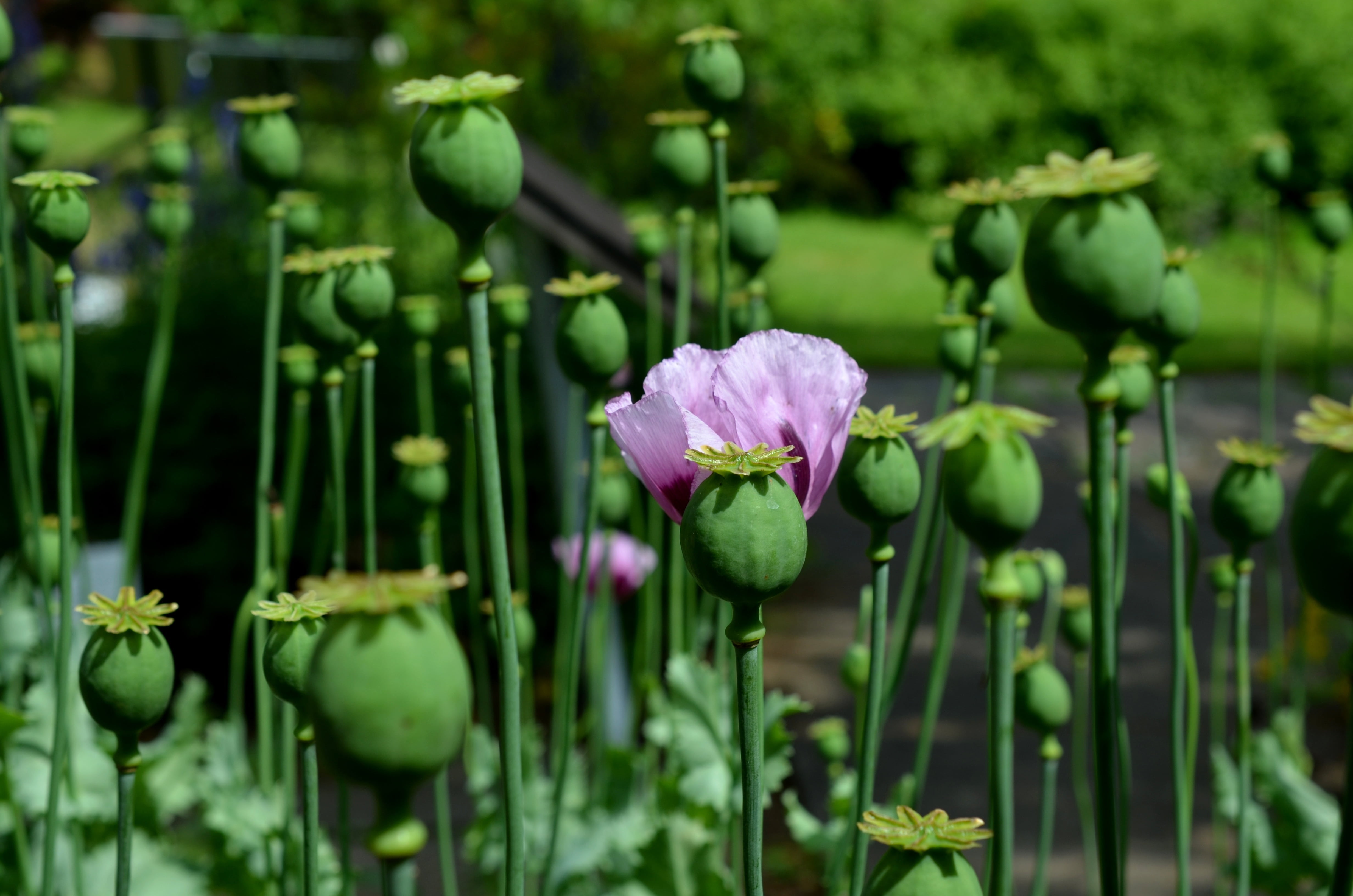 plant, fragility, focus on foreground, leaf, flower head, flower, purple, outdoors, plant stem, poppy, bud, no people, plant part, mohngewaechs, growth, HD Wallpaper