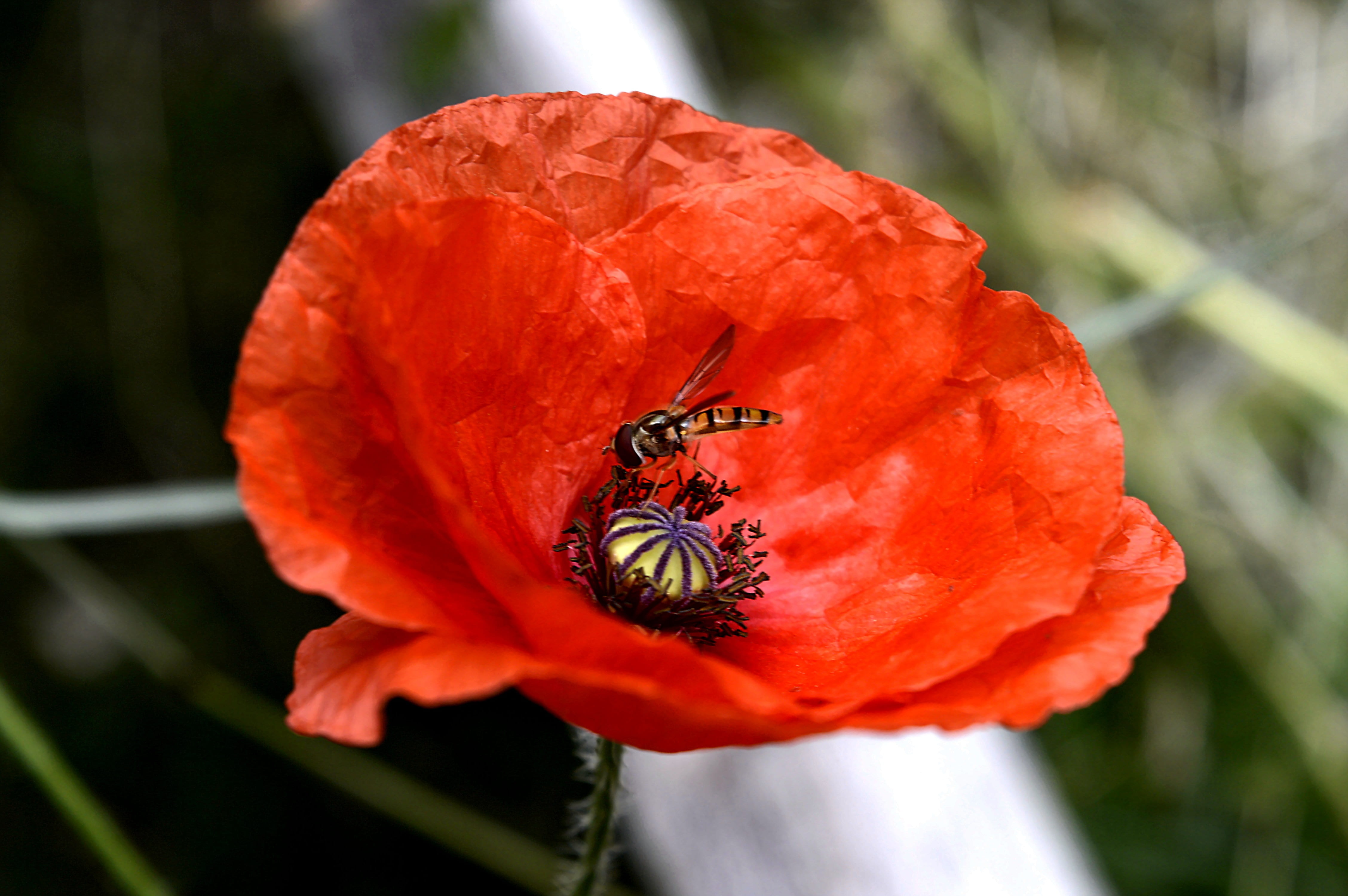 fragility, in the garden, red poppy, pollination, summer, bee, botany, color, freshness, flowering plant, plant, outdoors, oriental poppy, garden, bloom, HD Wallpaper