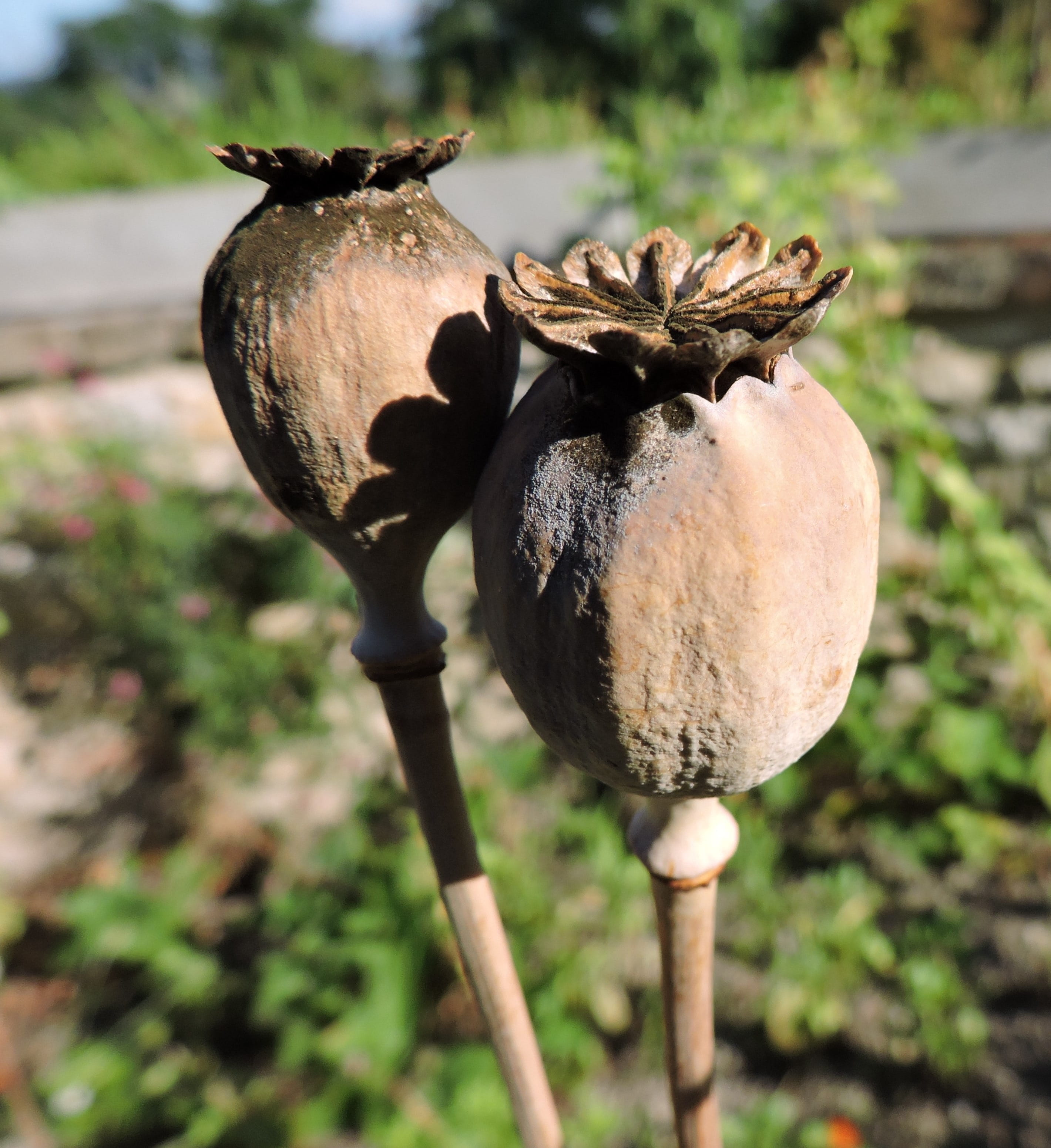 close-up, plant, seed, Poppy, field, land, beauty in nature, tree, Dry, botany, seed capsules, growth, nature, flower, outdoors, freshness, faded, no people, Phone HD Wallpaper