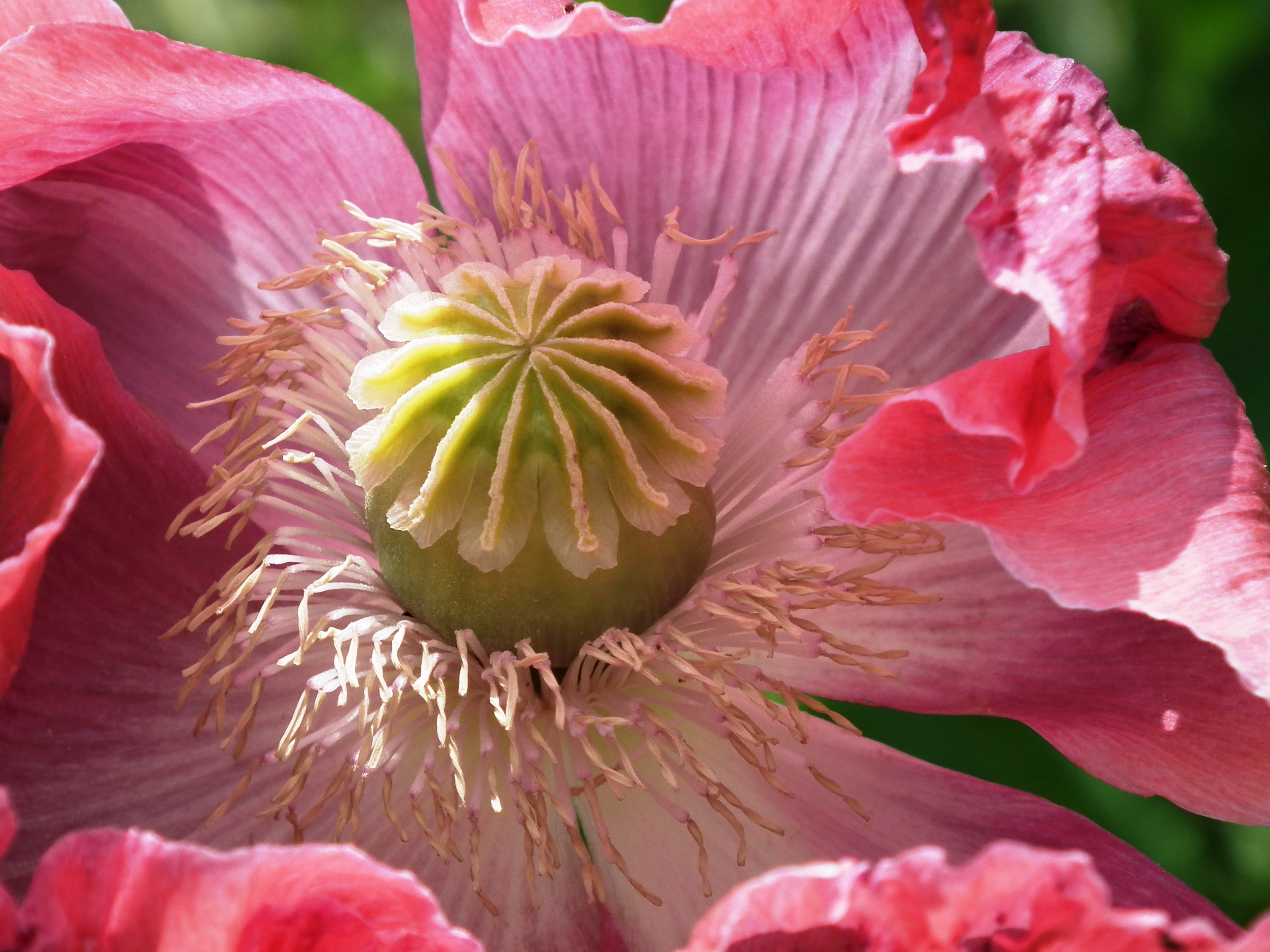 pink color, stamens, Pink, pink, inflorescence, vulnerability, poppy capsule, freshness, day, Poppy, pollen, flower, close-up, mohngewaechs, nature, stamen, HD Wallpaper