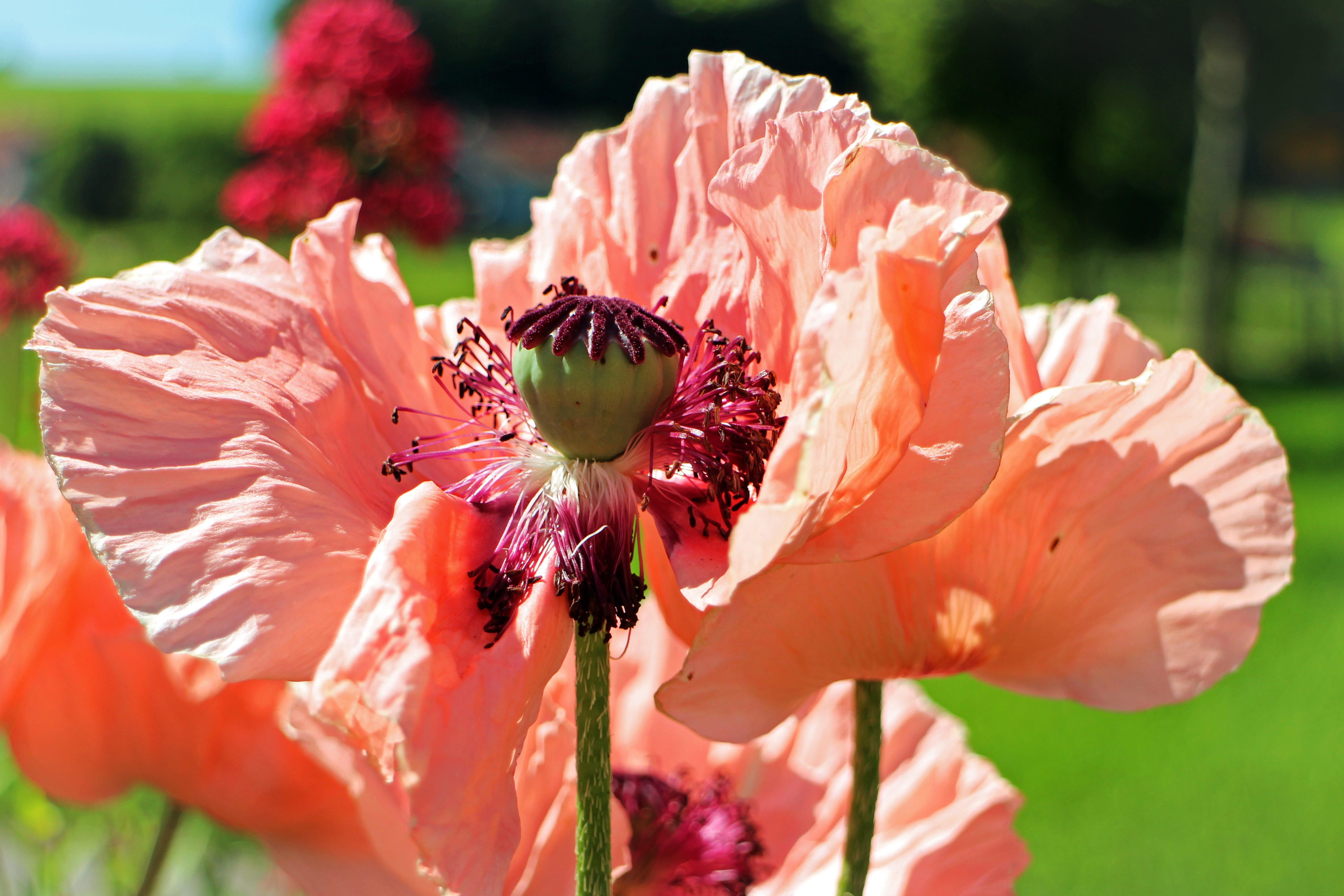 outdoors, blossom, nature, 4K, red, growth, beauty in nature, bloom, stamen, pink poppy, pink, flowering plant, plant, inflorescence, freshness, poppy, HD Wallpaper