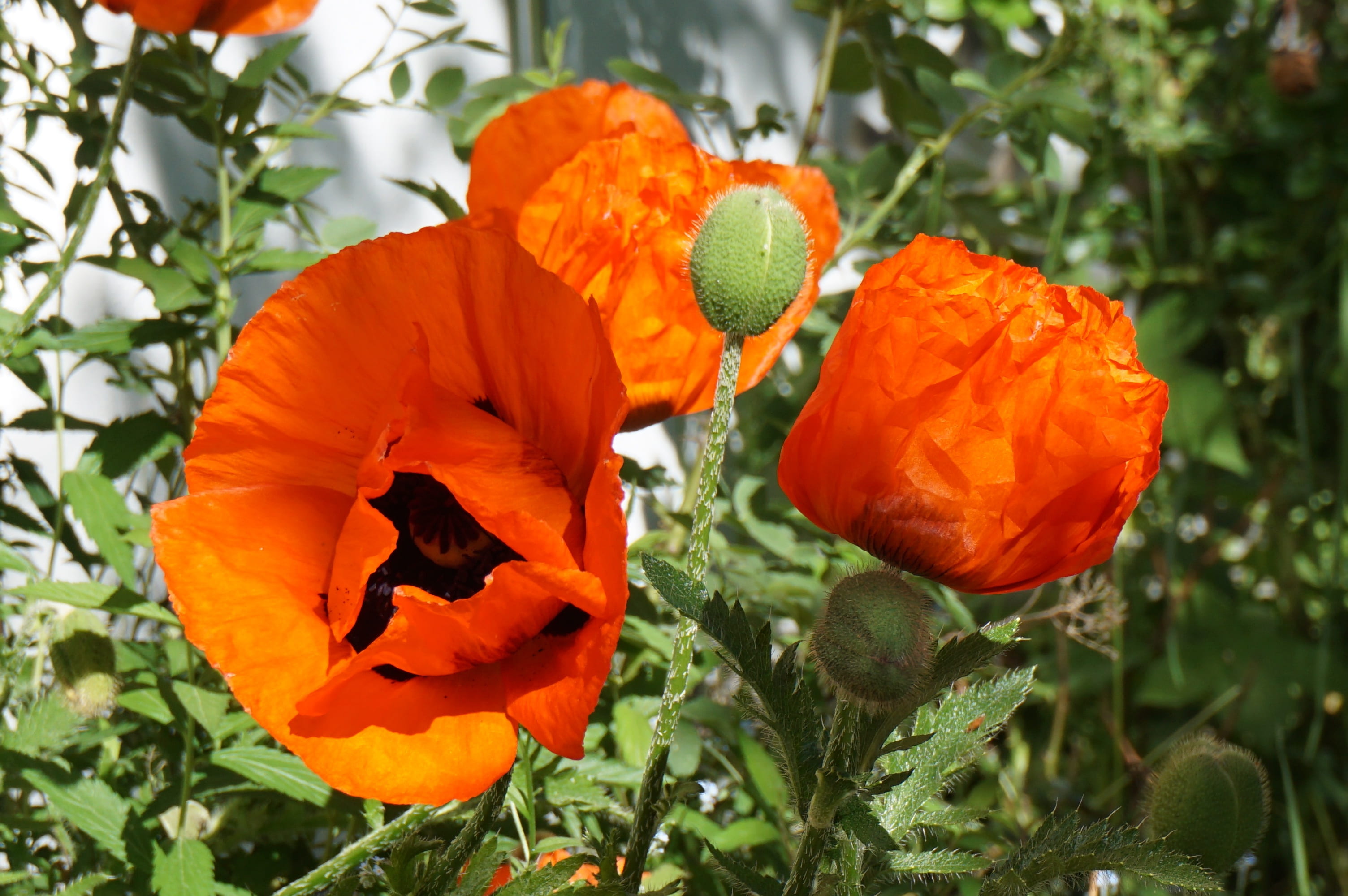 poppy capsule, plant, day, leaf, blossom, orange, vulnerability, focus on foreground, flowering plant, growth, norway, nature, beauty in nature, green color, HD Wallpaper