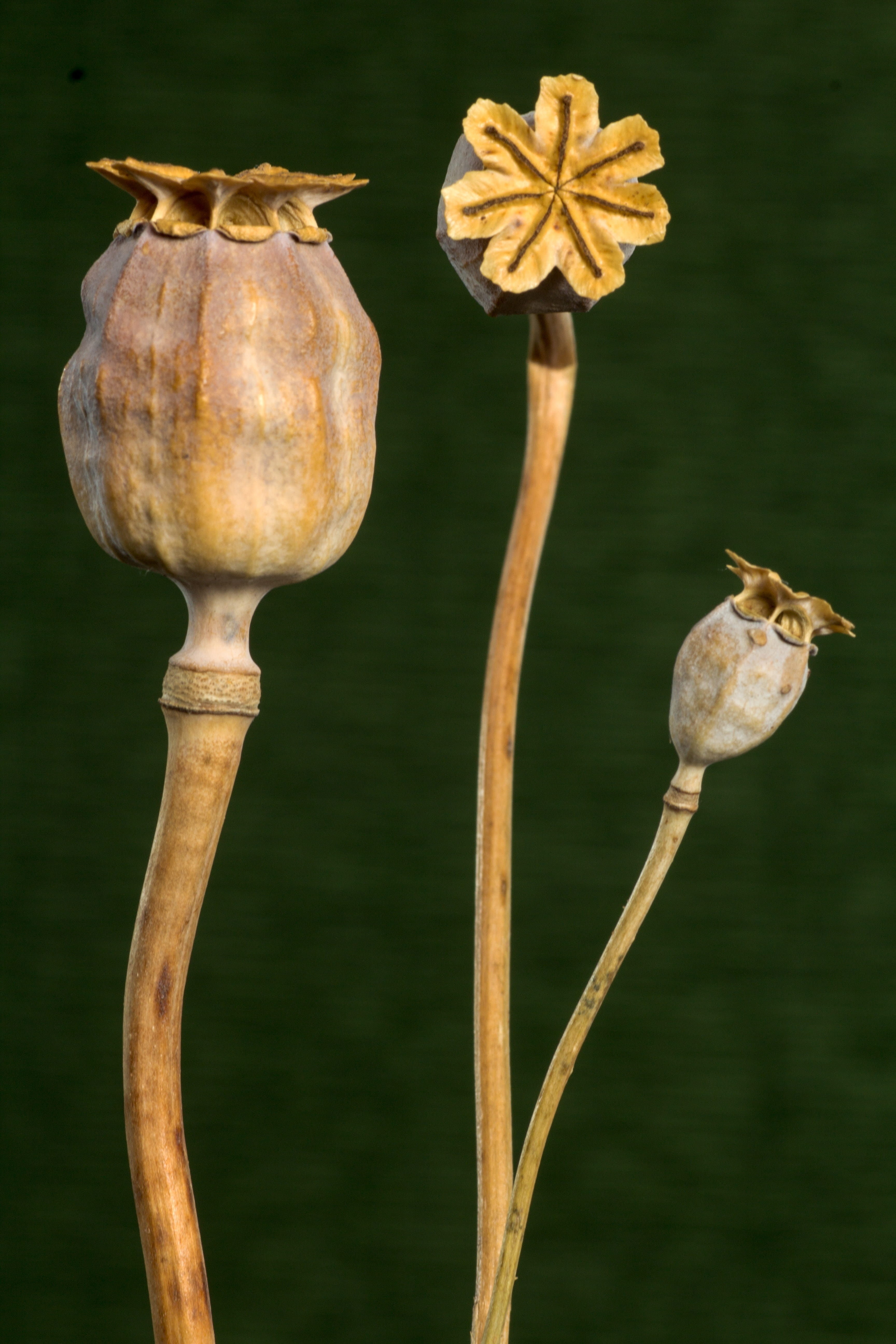 Poppy, bud, growth, nature, Dry, plant, wilted plant, no people, outdoors, freshness, poppy-capsules, Capsules, food, day, close-up, beauty in nature, petal, Phone HD Wallpaper
