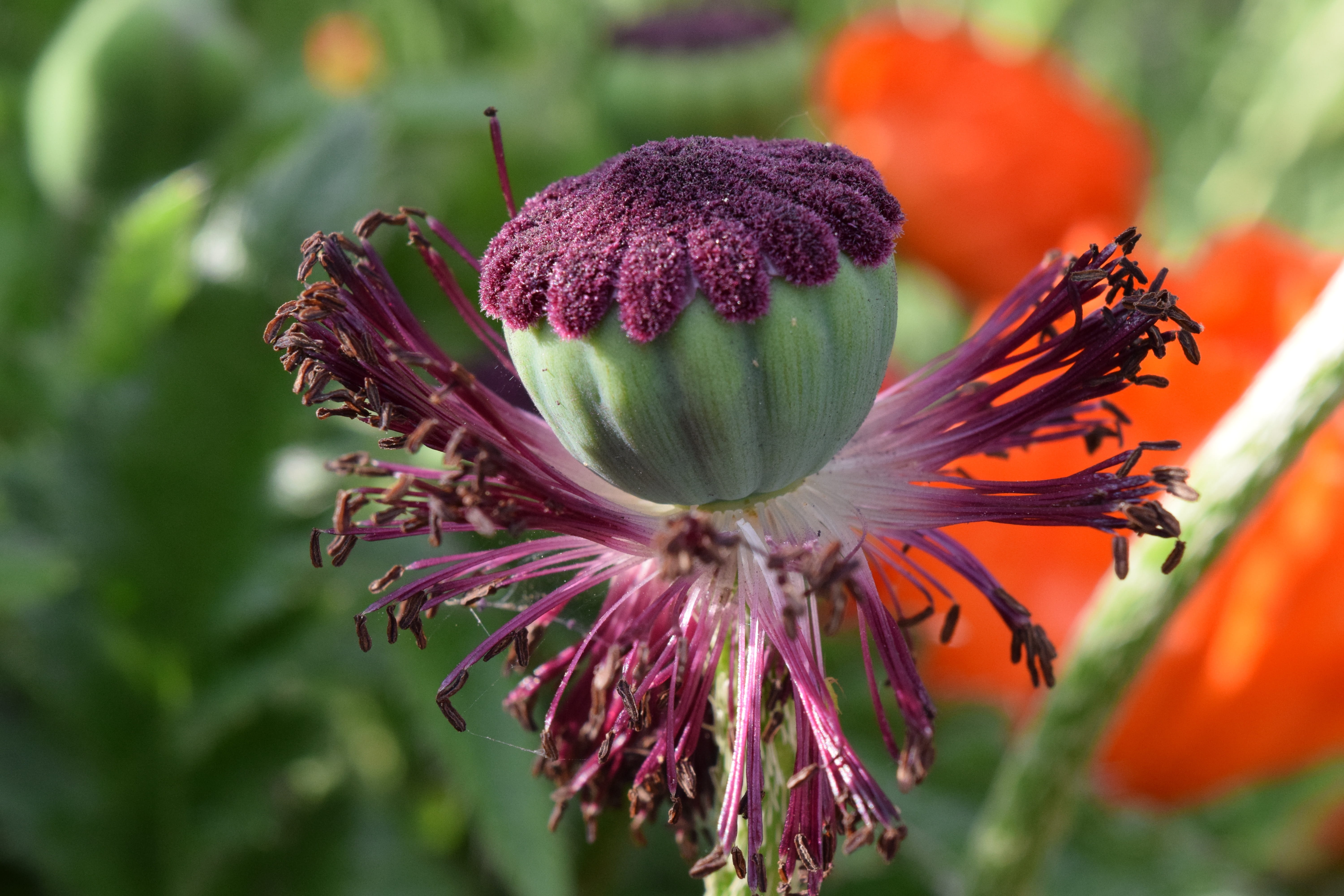 day, faded, Bloom, sunshine, orange, purple, 5K, vulnerability, flower head, outdoors, inflorescence, Capsule, plant, Blossom, macro, pollen, petal, beauty in nature, HD Wallpaper