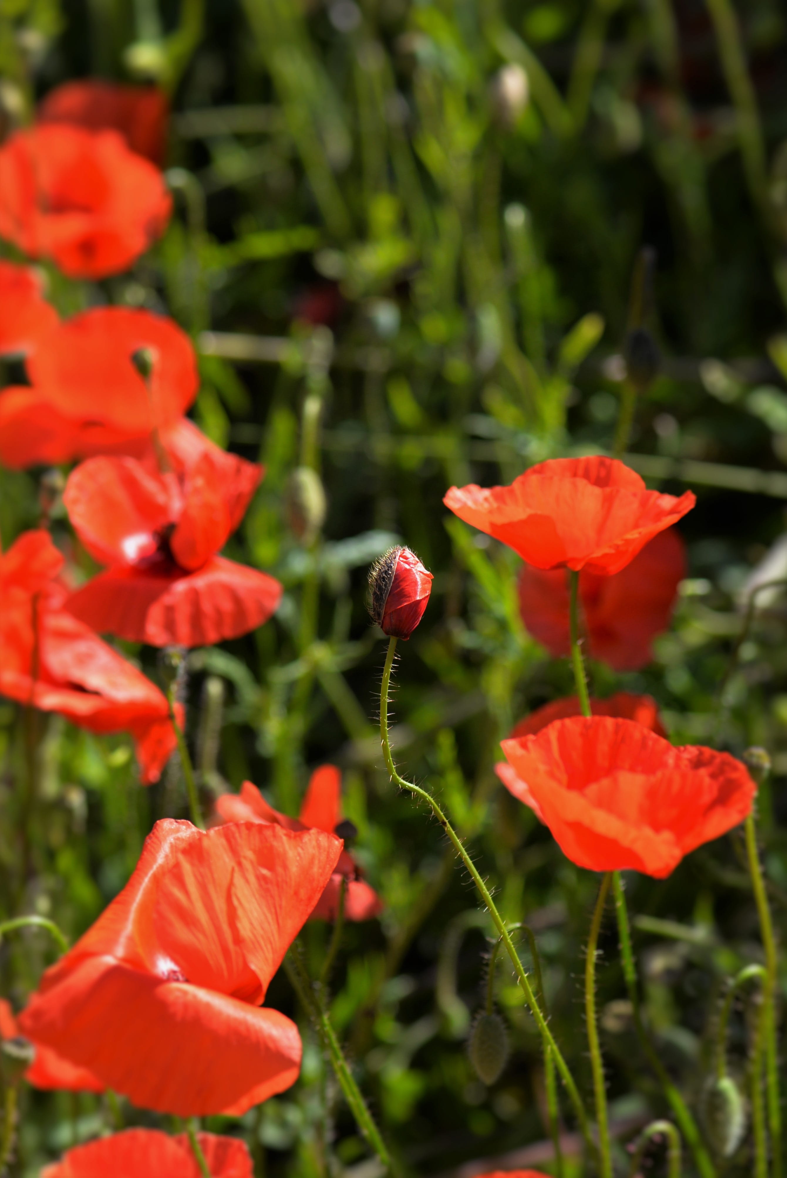 poppy, orange color, softness, day, red, flower, growth, flowering plant, 4K, no people, nature, Meadow, flower head, pollen, outdoors, focus on foreground, Phone HD Wallpaper