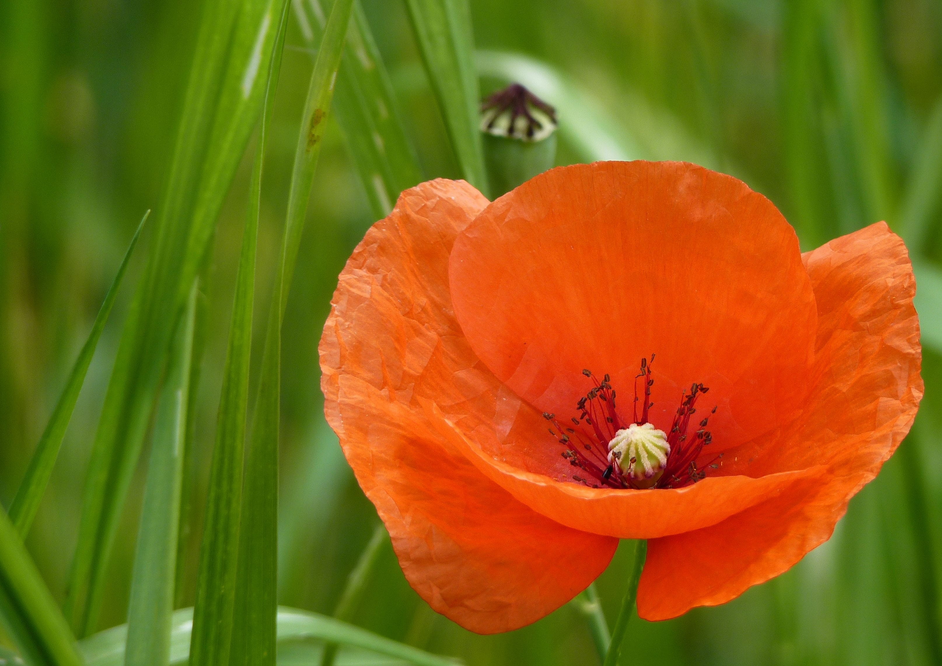 focus on foreground, flower, insect, outdoors, beauty in nature, flower head, vulnerability, capsule, close, pollen, summer, blossom, red, Field, nature, HD Wallpaper