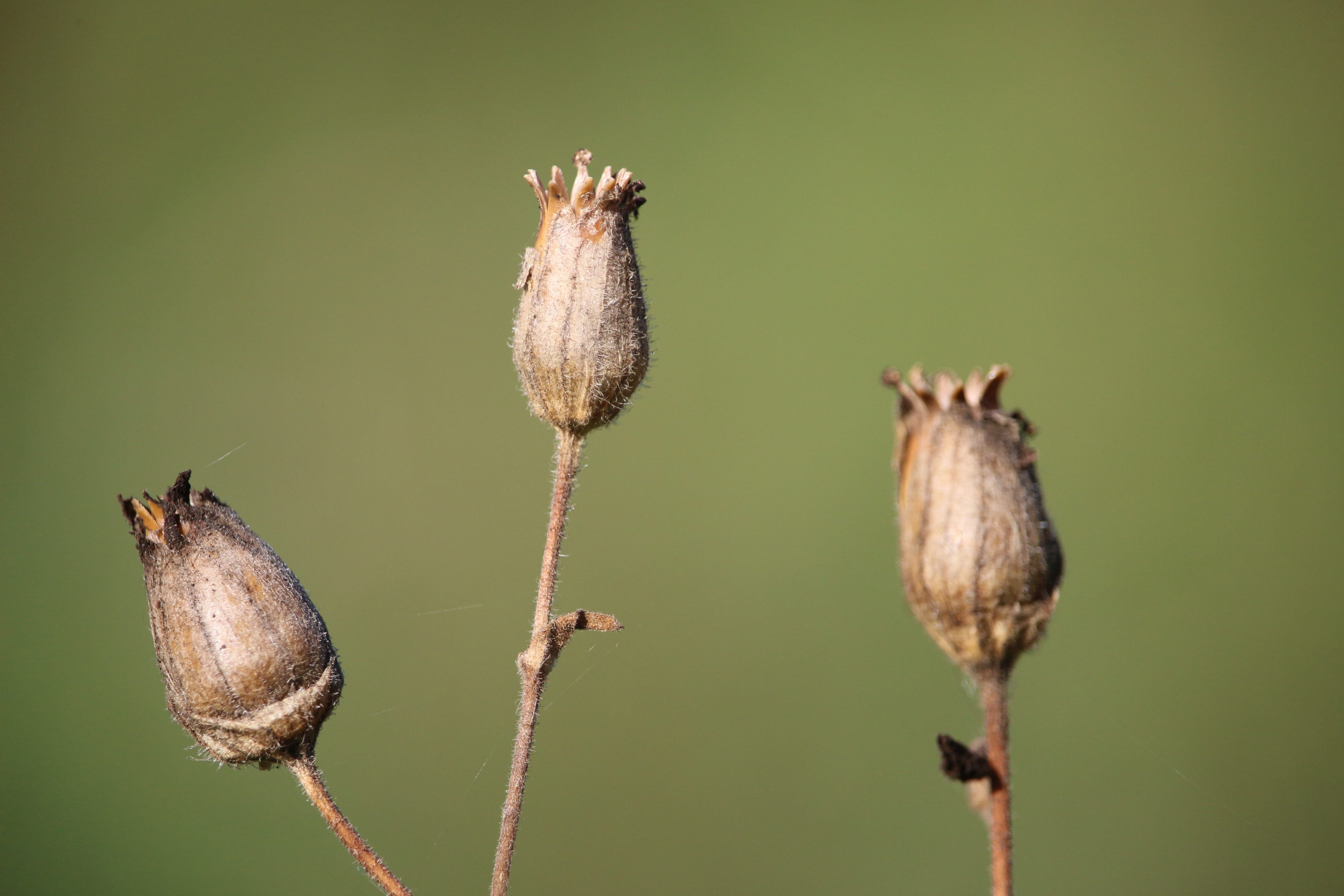 flowering plant, Poppy, fragility, new life, flower, close-up, green background, outdoors, growth, flower head, animal wildlife, freshness, plant, nature, HD Wallpaper