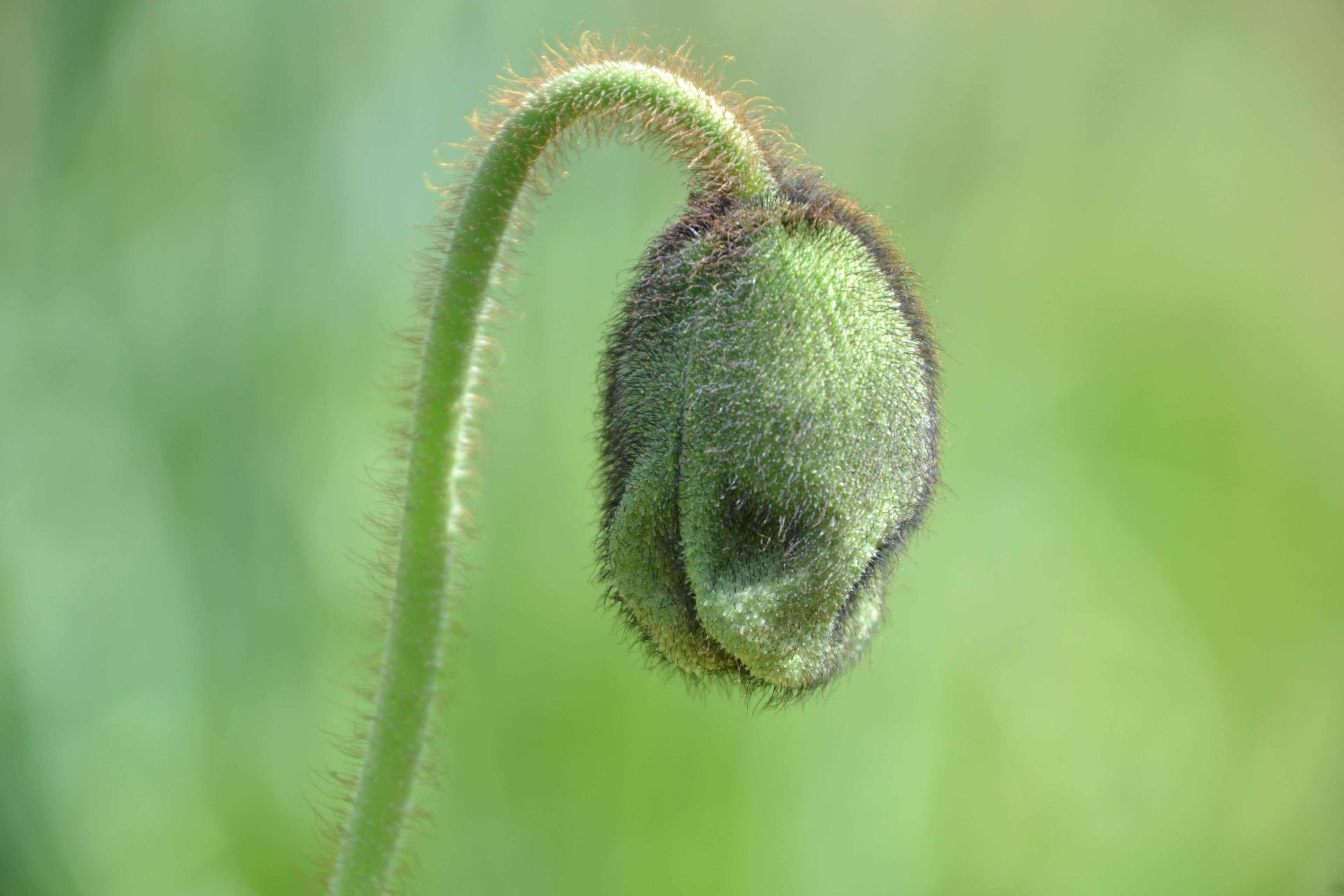 fragility, nature, close, beginnings, tranquility, focus on foreground, vulnerability, poppy, poppy capsule, close-up, green color, day, green, environment, HD Wallpaper