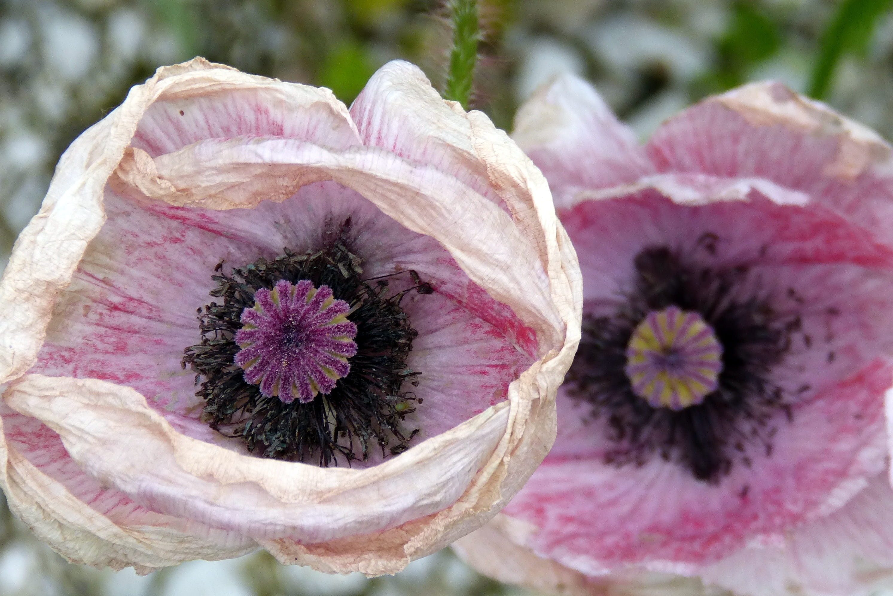 selective focus, flowering plant, springtime, focus on foreground, nature, close-up, freshness, withered, poppy capsule, fragility, plant, vulnerability, HD Wallpaper