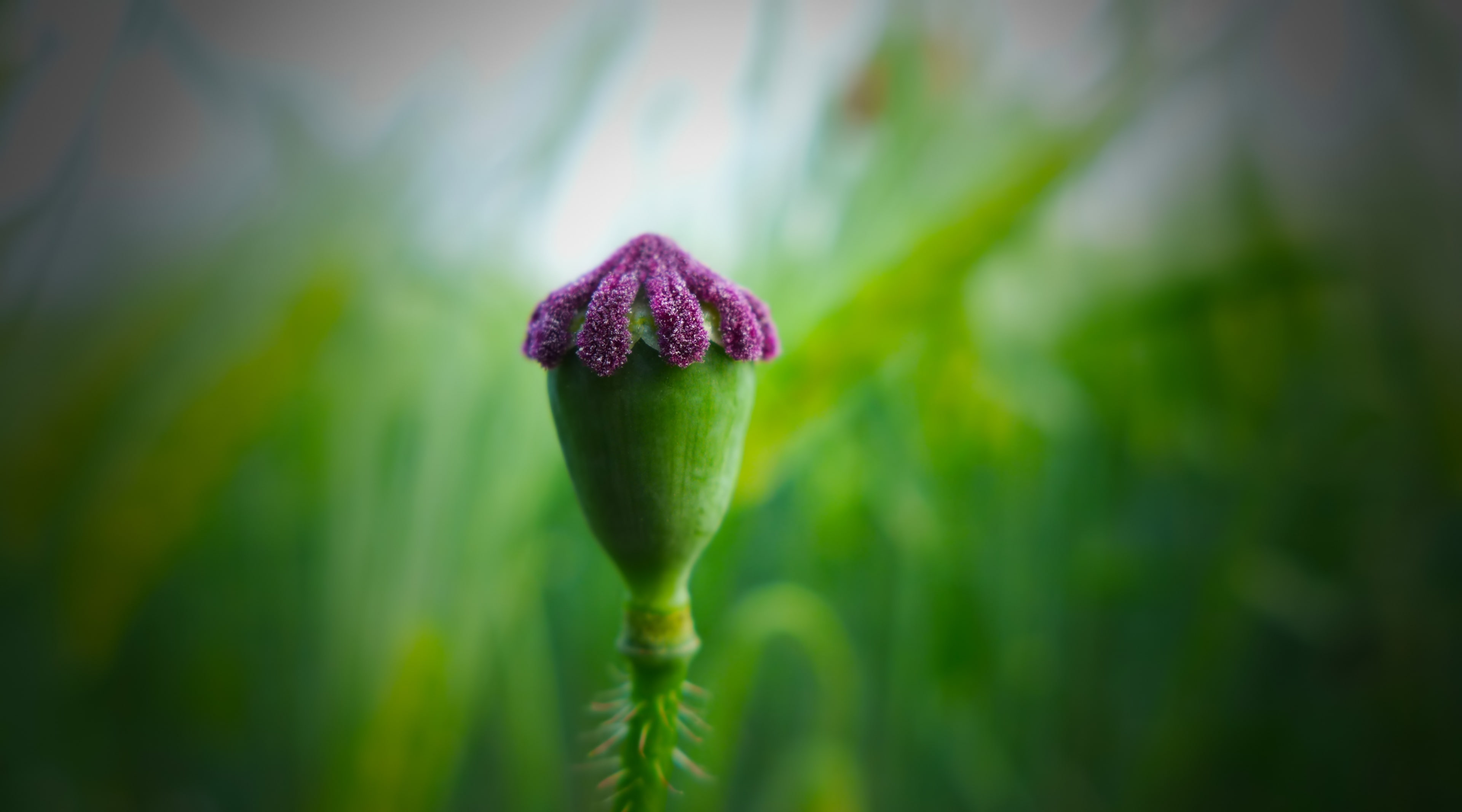 vulnerability, plant, 4K, beauty in nature, freshness, beginnings, Aero, bud, new life, nature, Macro, fragility, pink color, green color, flower, flower head, HD Wallpaper