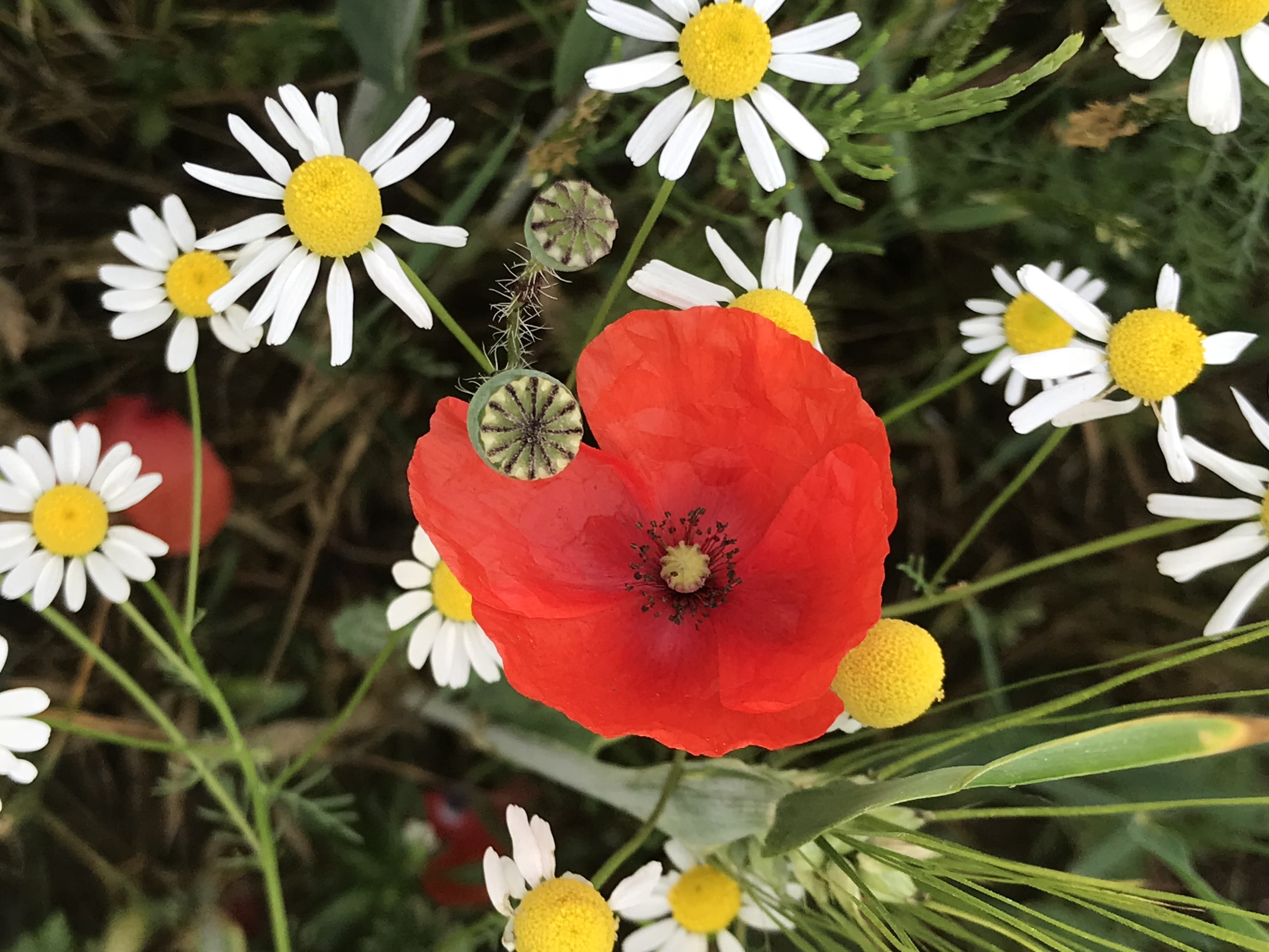 4K, bloom, flower, summer, chamomile, growth, nature, colorful, blossomed, fragility, yellow, field, field of poppies, grain, beauty in nature, vulnerability, HD Wallpaper
